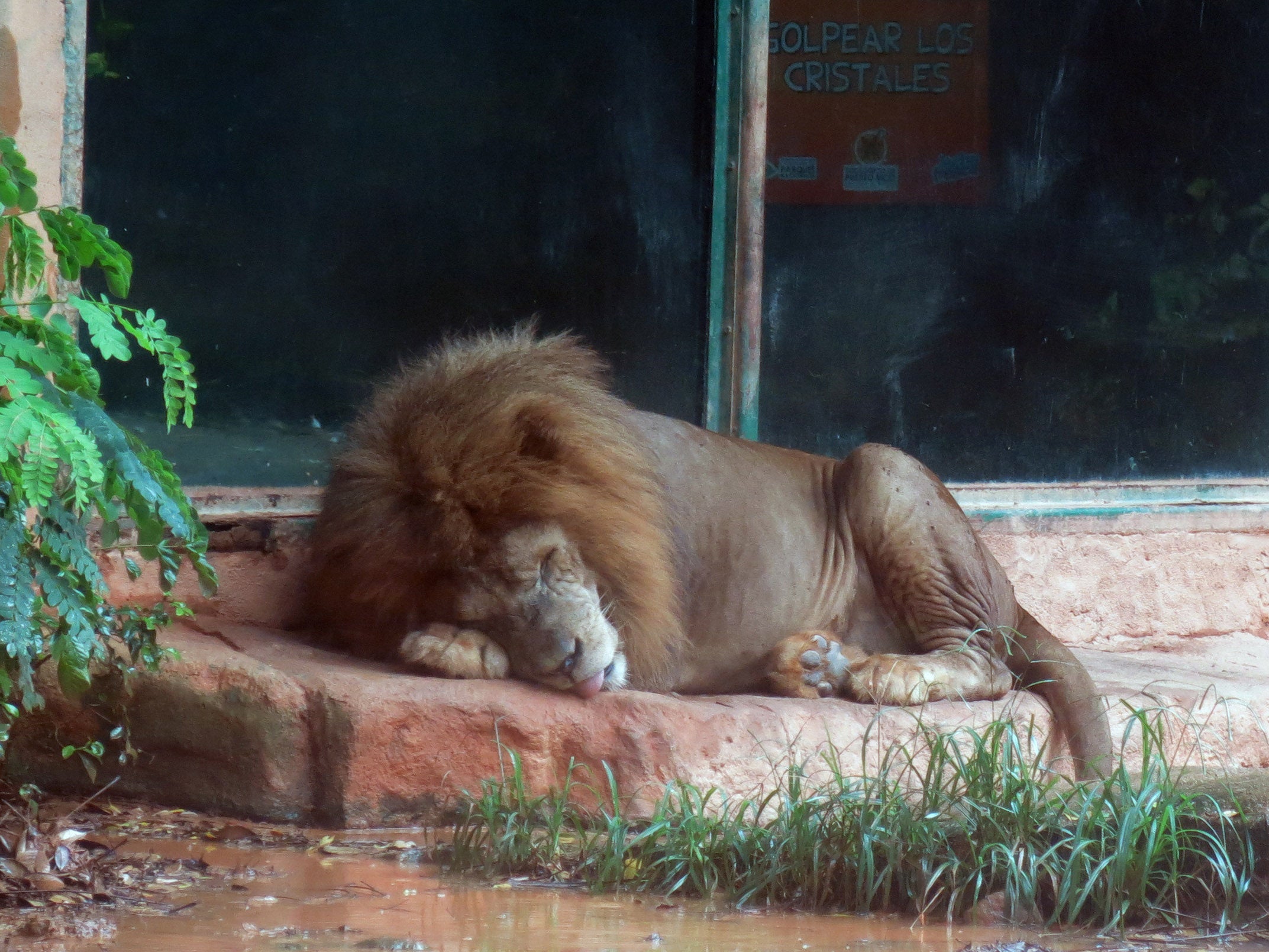 A lion sleeps on a rainy day inside their enclosure at the Dr Juan A. Rivero Zoo in Mayaguez