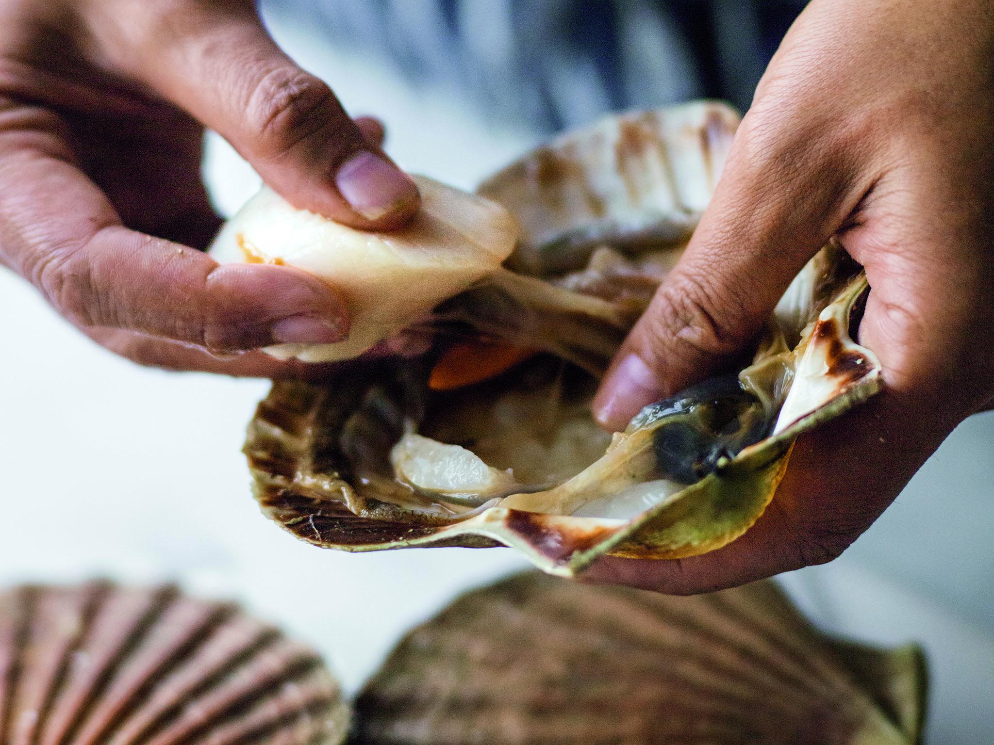 5. Pull the scallop out. If it smells bad or is a pale grey, it’s not fresh and shouldn’t be used