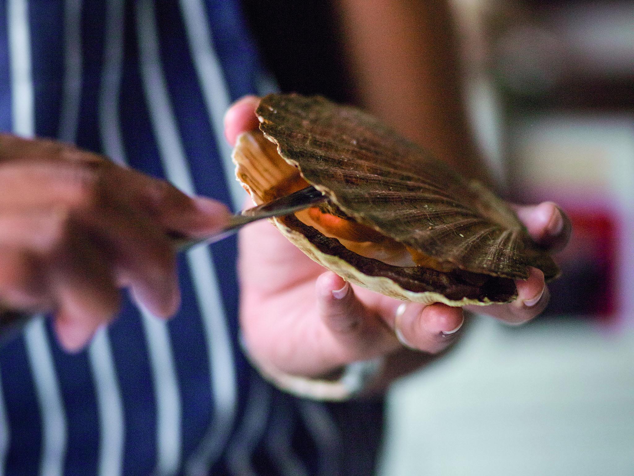 1. Slide a table knife between the scallop shells and slide it gently round to nip the muscle inside. This will pop the scallop open