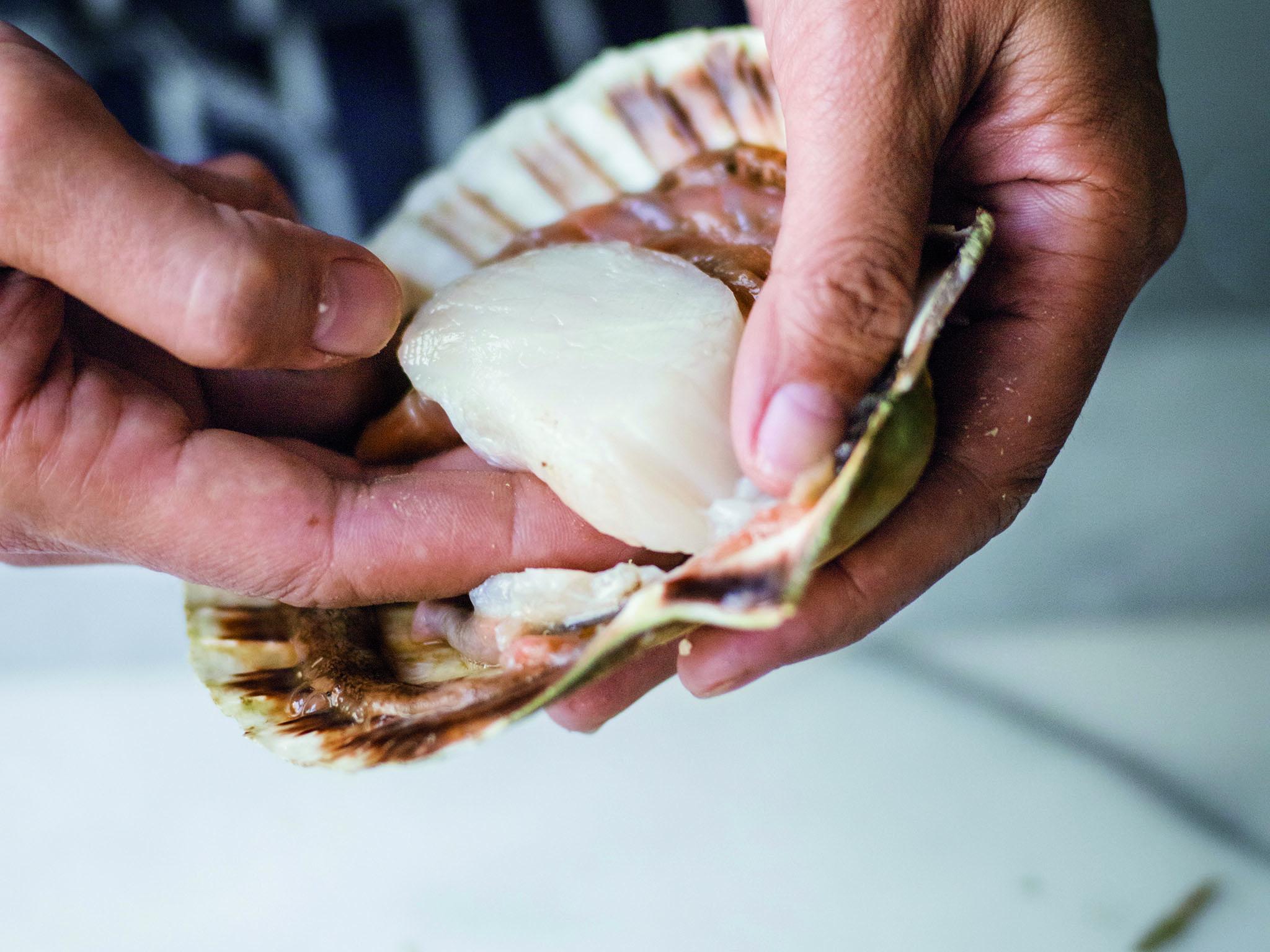 4. Slide the knife under the scallop, then using your thumb to hold down the roe and skirt, lift out the scallop with your other hand. The roe is edible and has a very strong flavour