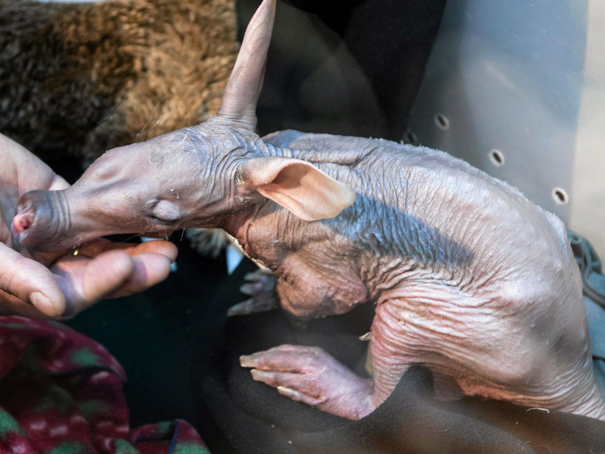 A new-born aardvark in a zoo in Wroclaw, Poland