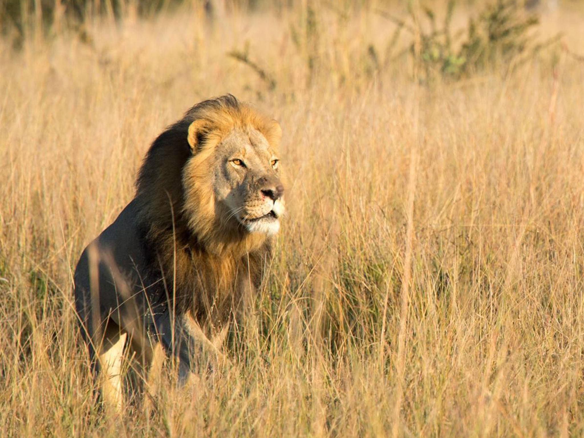 Xanda, Cecil the lion’s oldest cub, was just over six years old and had several young cubs of his own