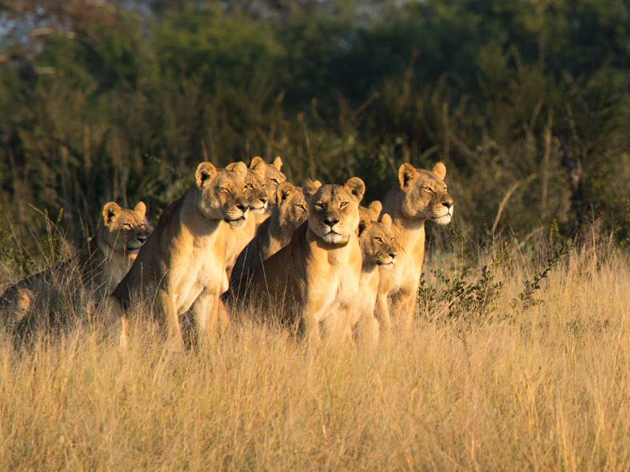 &#13;
Xanda’s pride of lions on the hunt for buffalo in Hwange National Park (Bert Duplessis/Fisheaglesafaris.com)&#13;