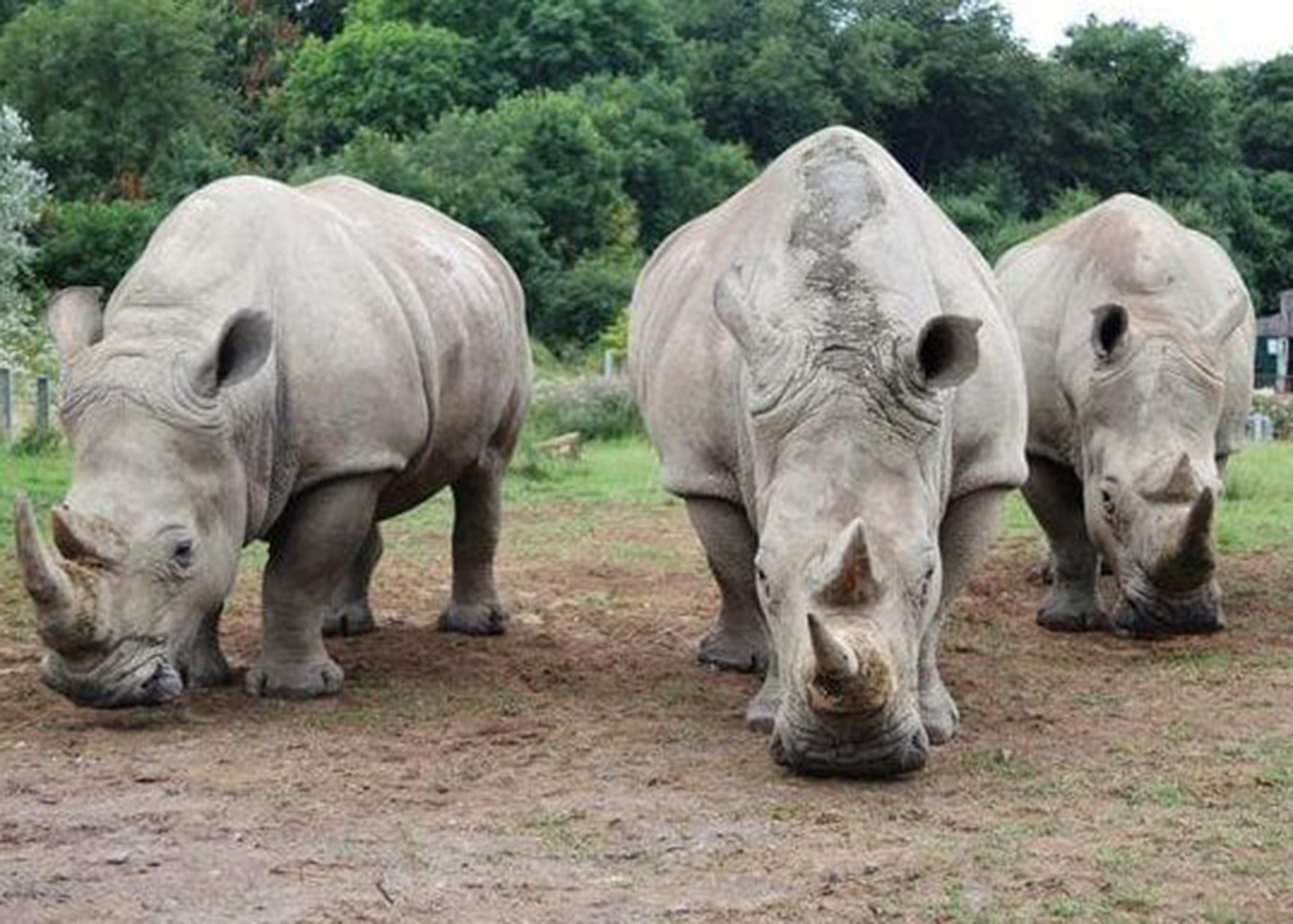 Eggs from these southern white rhinos at Longleat could help to save a critically endangered relation