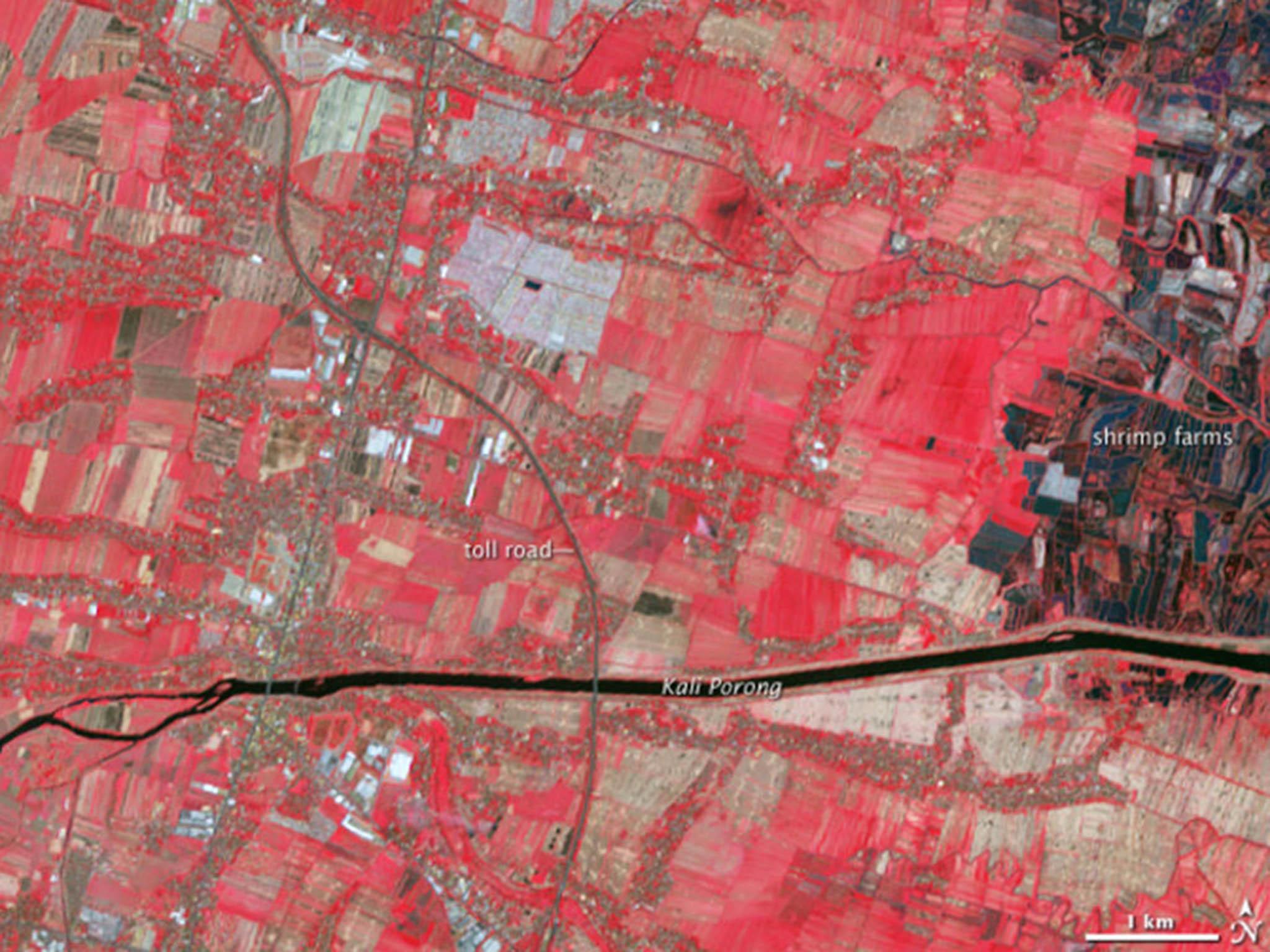 Nasa false colour image, where red represents vegetation in fields, of Sidorajo town in 2004, before Lusi’s eruption