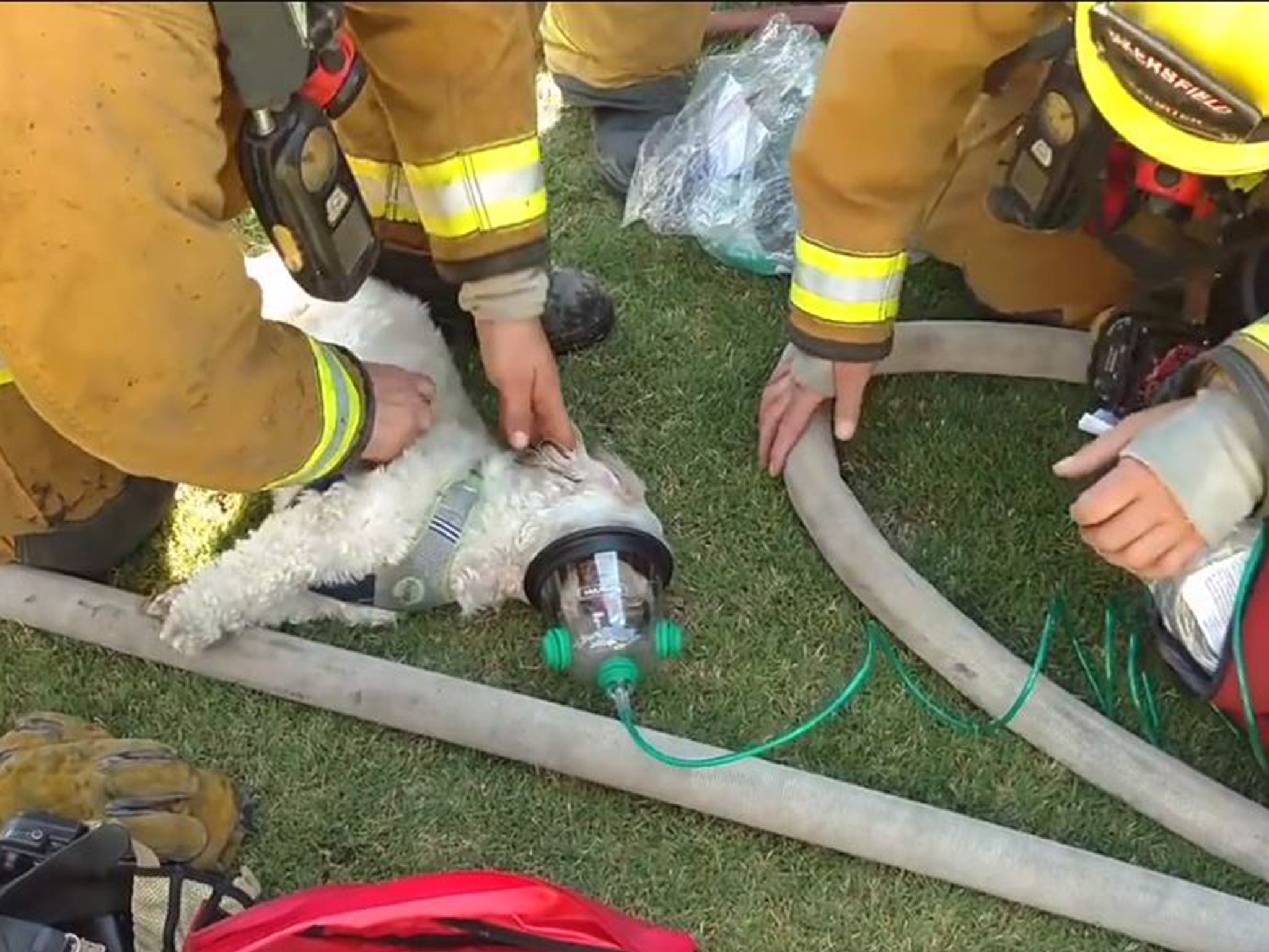 Firefighters in Bakersfield, California, coaxing Jack the Shih-Tzu back to life