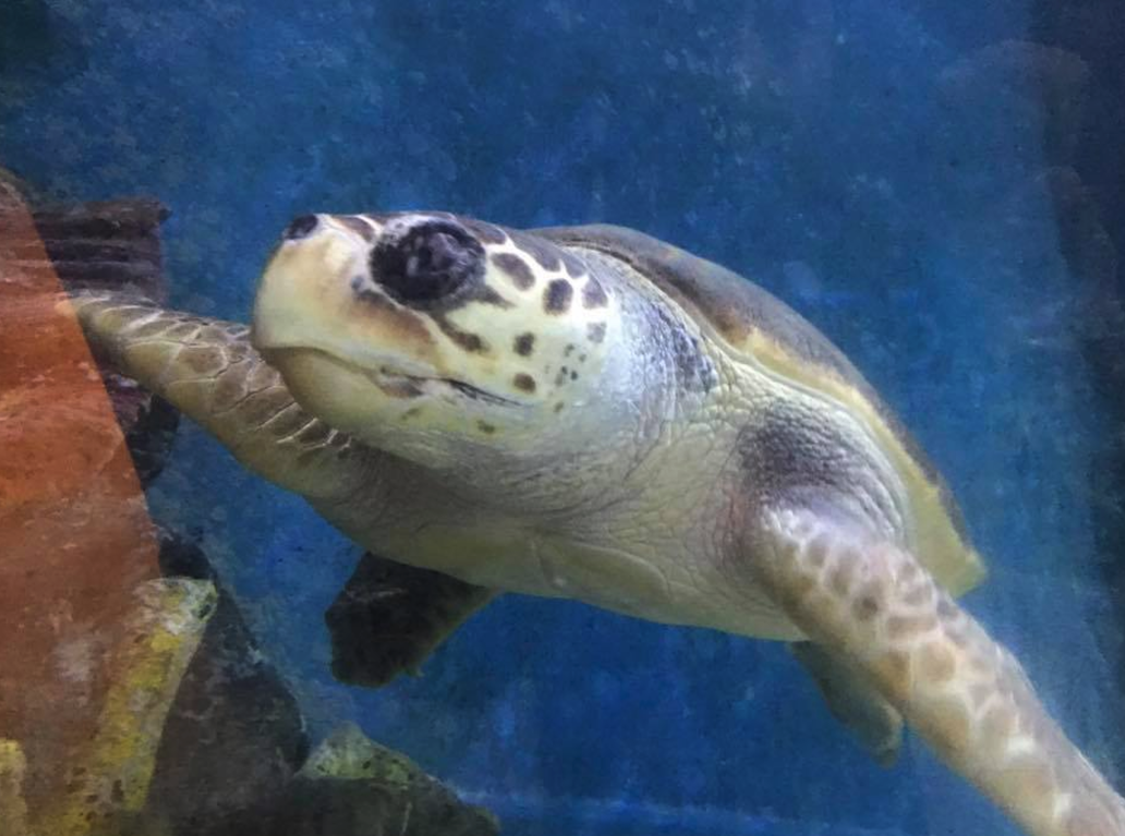 Newquay's Blue Reef Aquarium is a good place to shelter from the rain