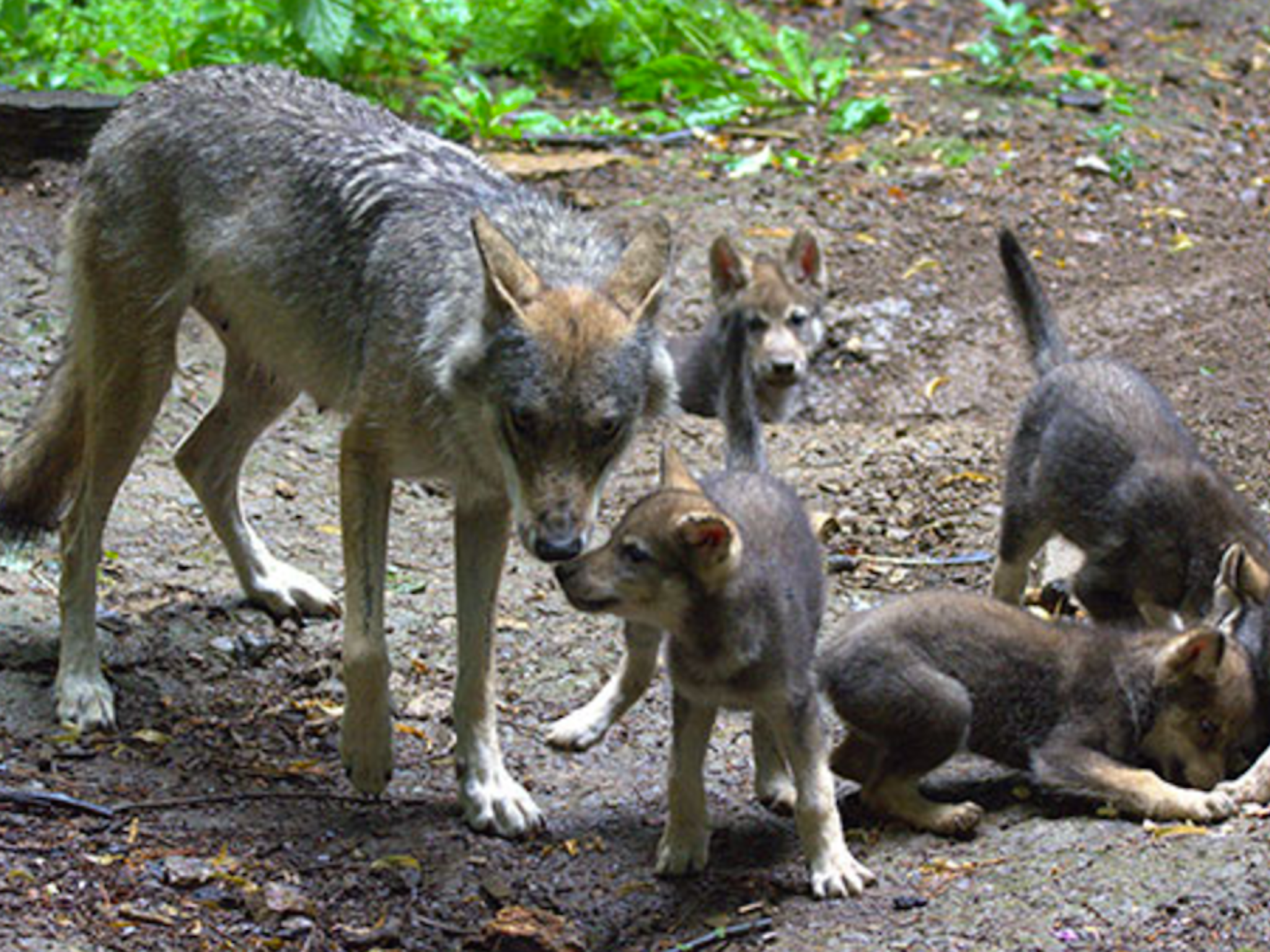 Ember gave birth to five cubs