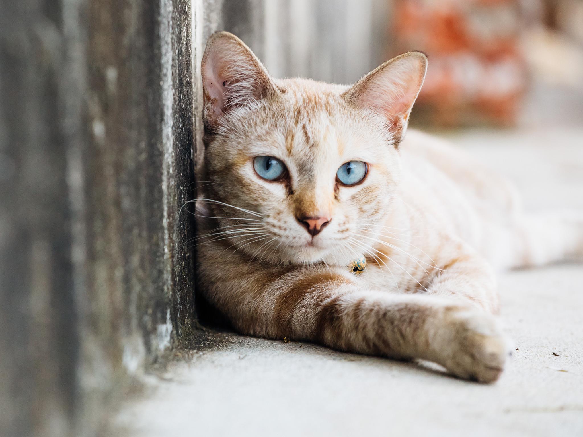 The ministry concluded the infected cat had passed the disease to the woman