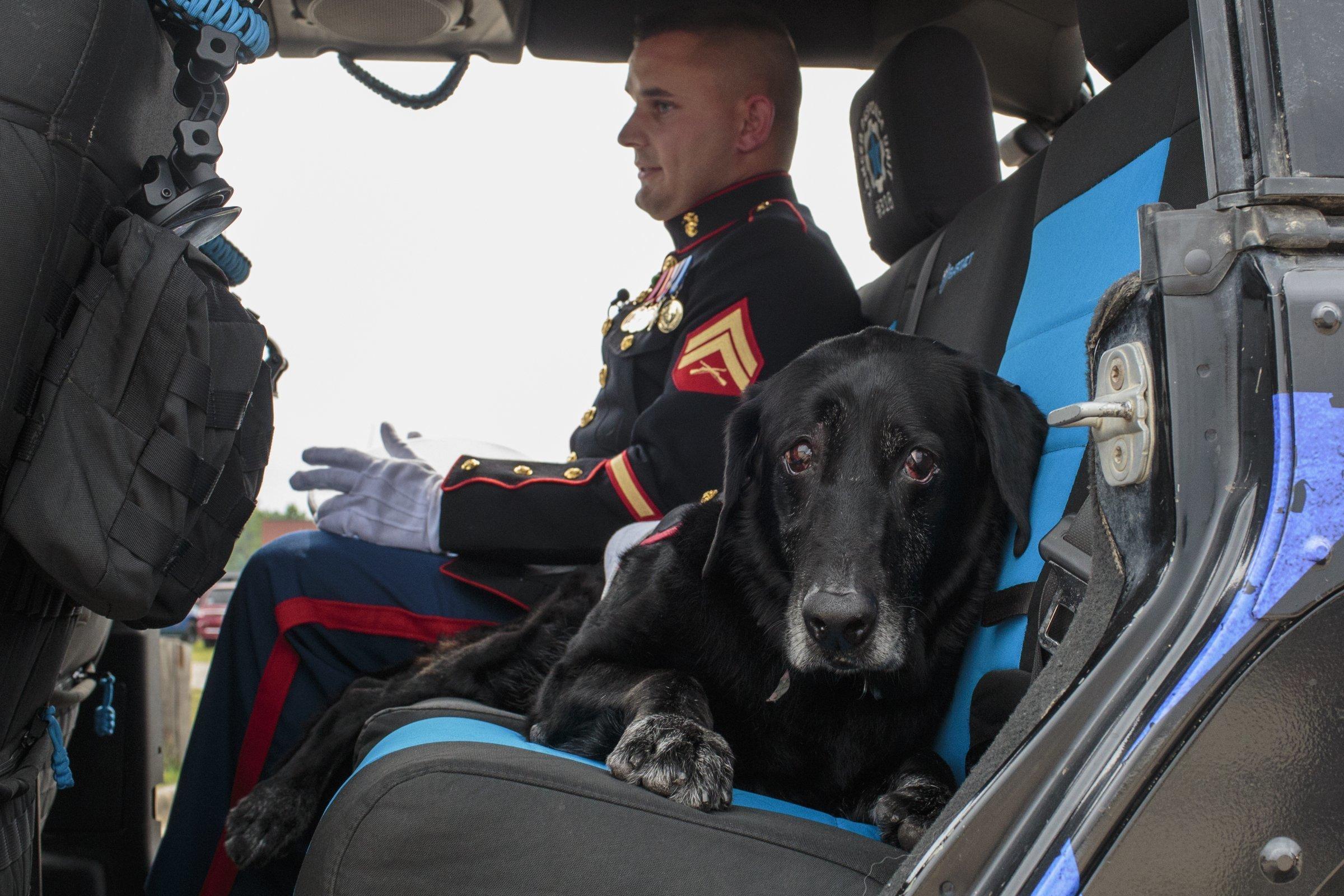 The labrador was recently diagnosed with terminal bone cancer