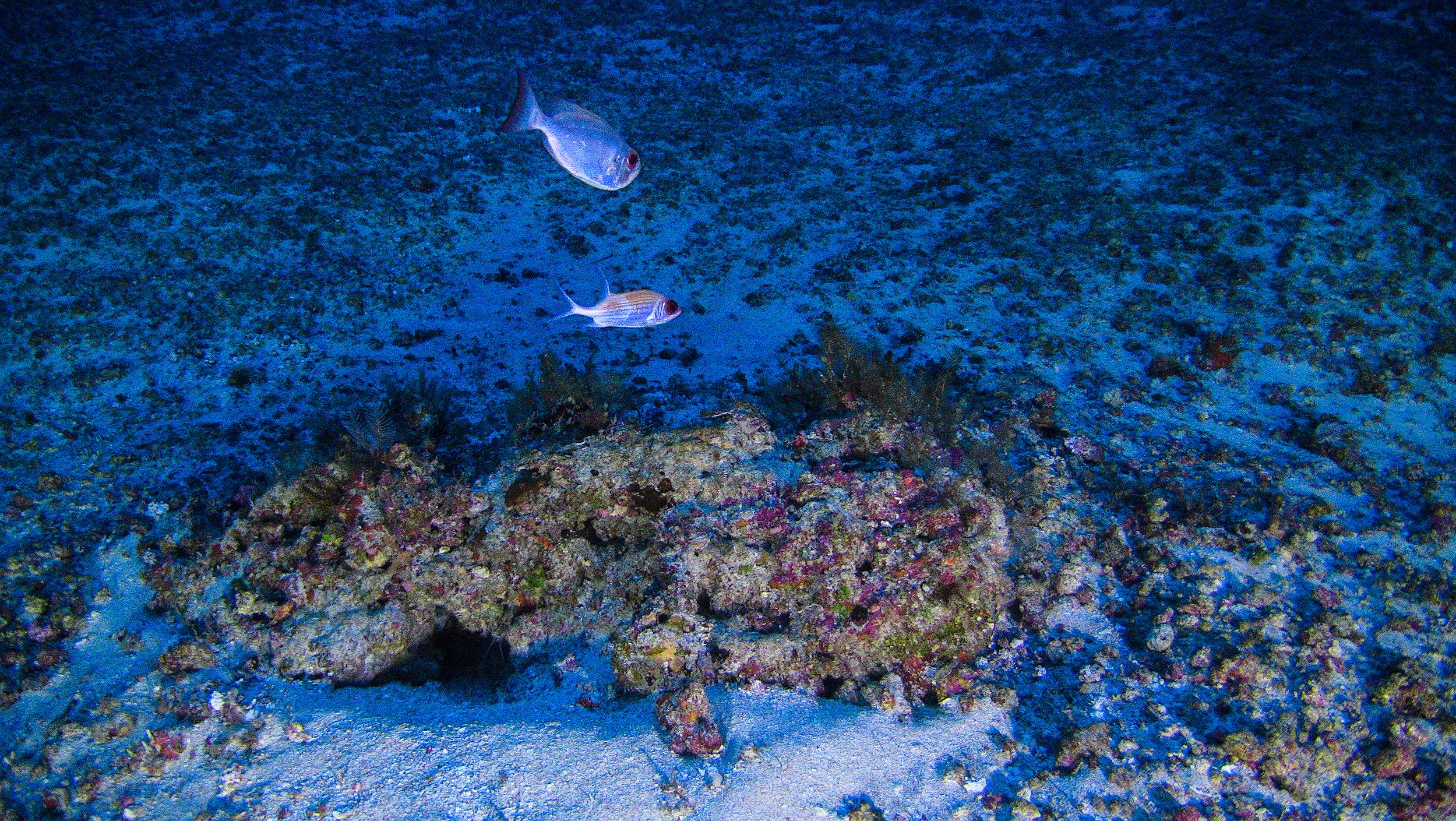 The ‘unique’ newly discovered Amazon Reef is about half the size of Wales