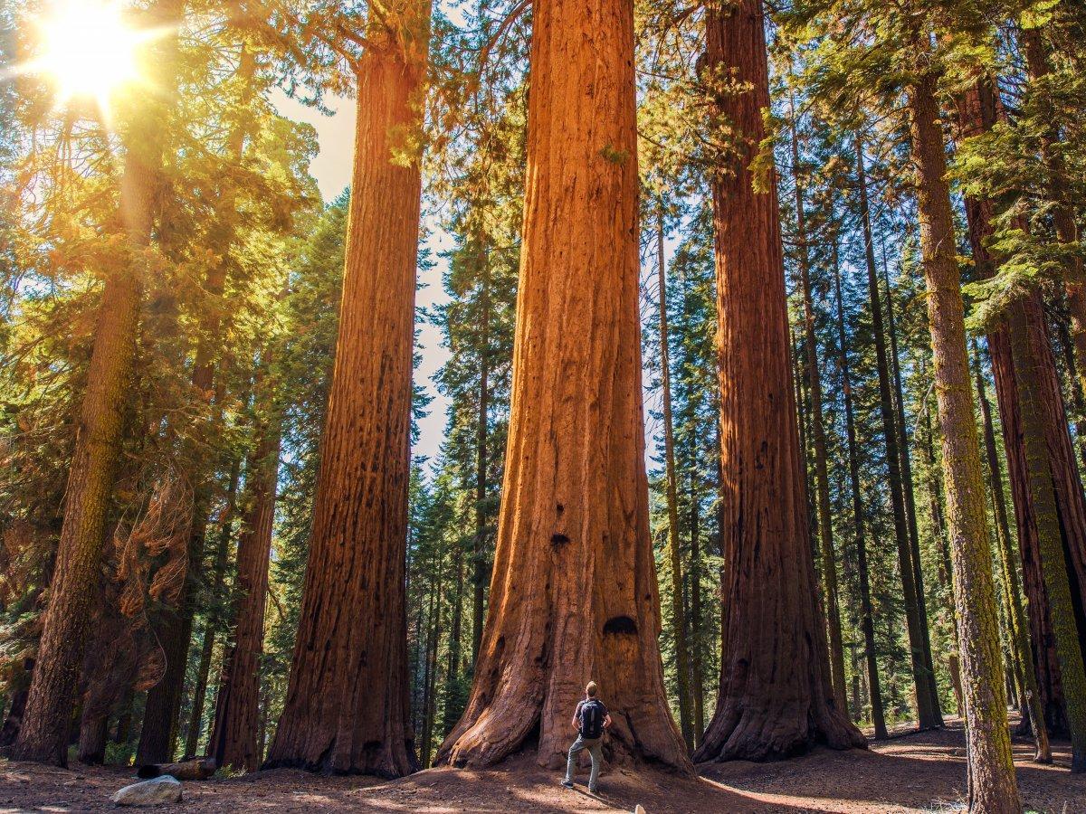 Decades of visitors and their cars had put the group of more than 500 redwoods in danger of being loved to death