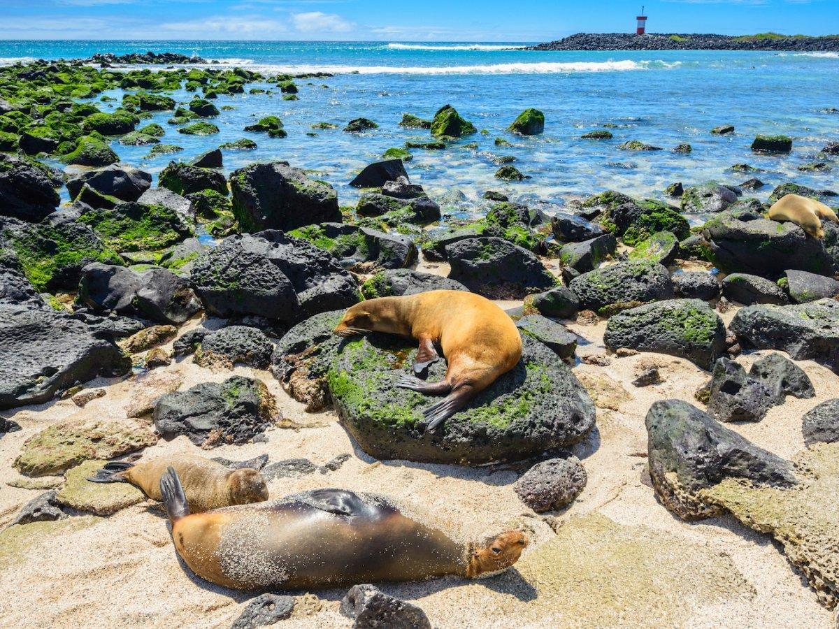 Sea lions laze on immaculate beaches out on the remote islands (AlbertoLoyo/iStock )