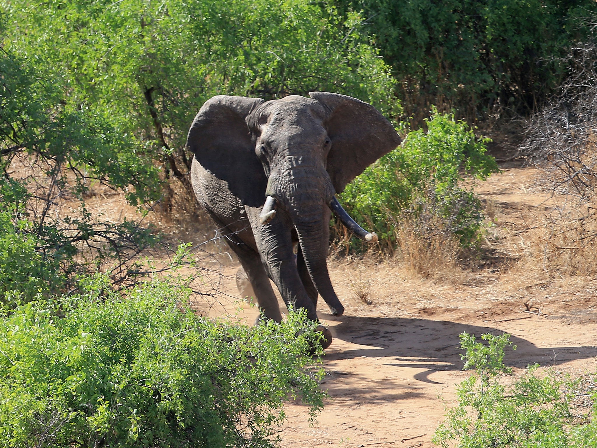 One channel shows an endangered African elephant being shot and killed