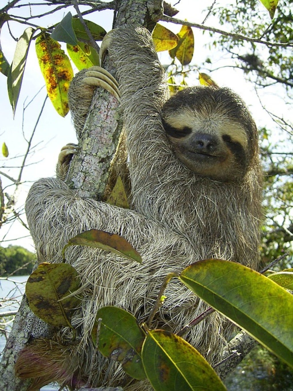 The pygmy three-toed sloth was identified in 2001. It exists only in one mangrove forest in Panama