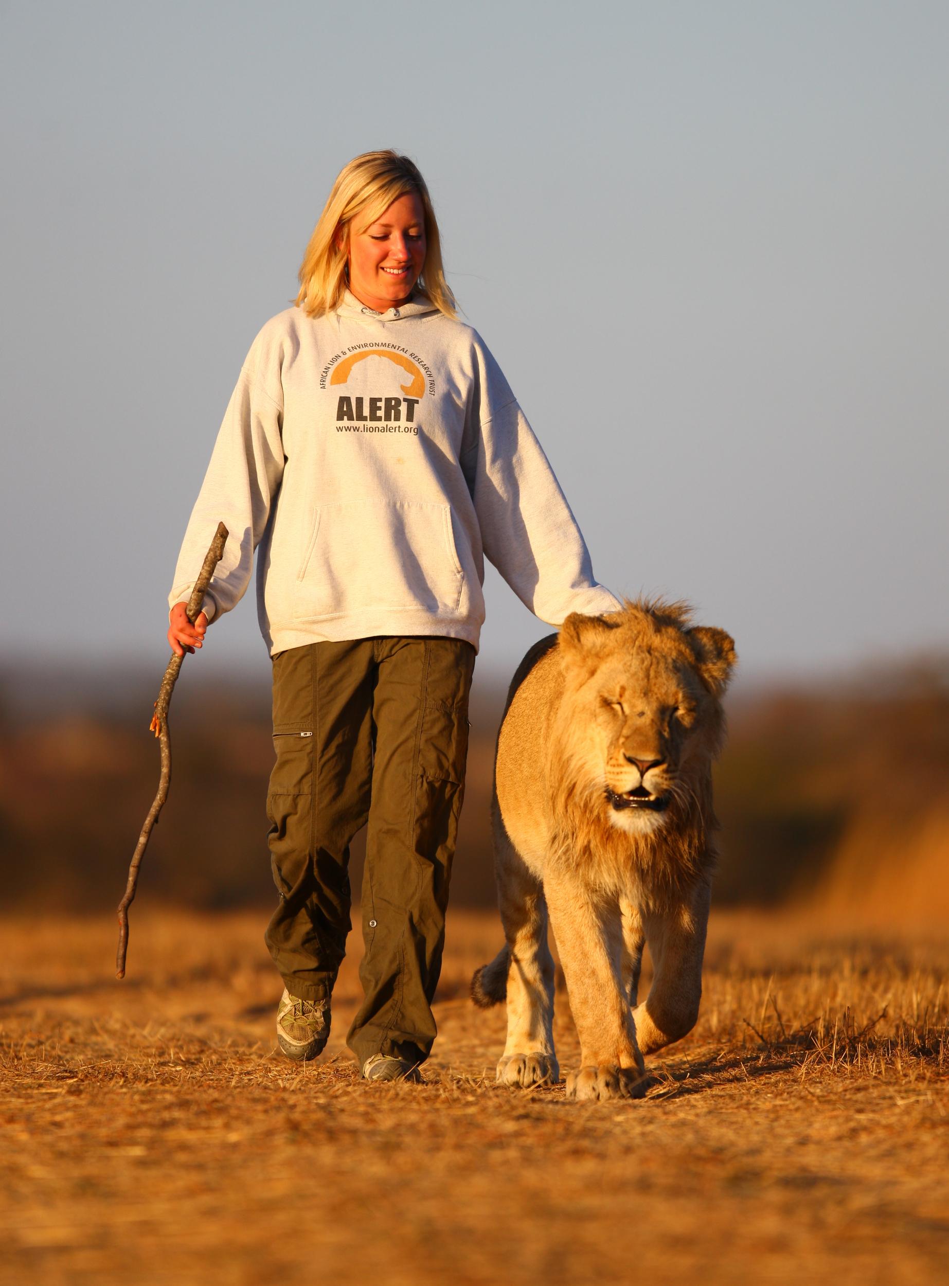 The lions think humans are aged members of the pride