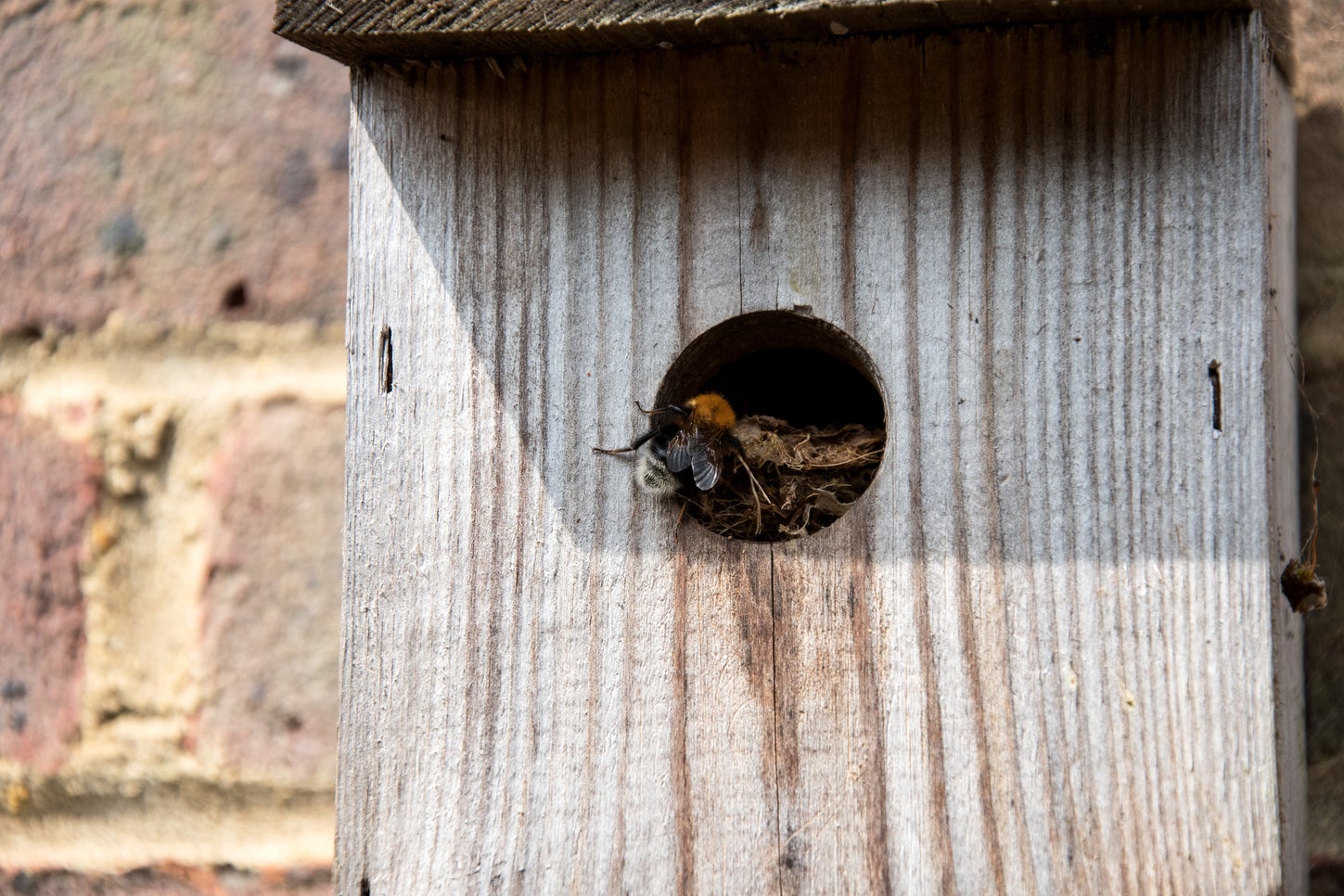 The tree bumblebee arrived in about 2001 and spread rapidly up the country