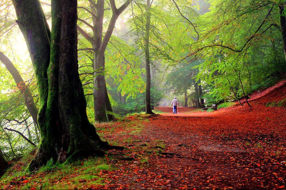 The spread of beech trees represents an opportunity when species like ash and oak are at significant risk from new pests and diseases so why do we approach it with such ambivalence?