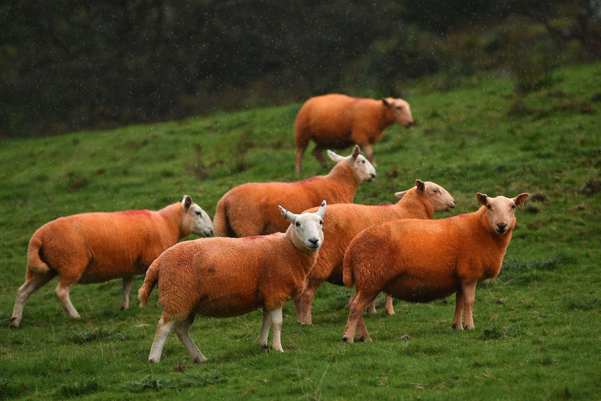 Sheep, painted orange, that belong to farmer Pip Simpson, graze on a hillside in Troutbeck in the Lake District