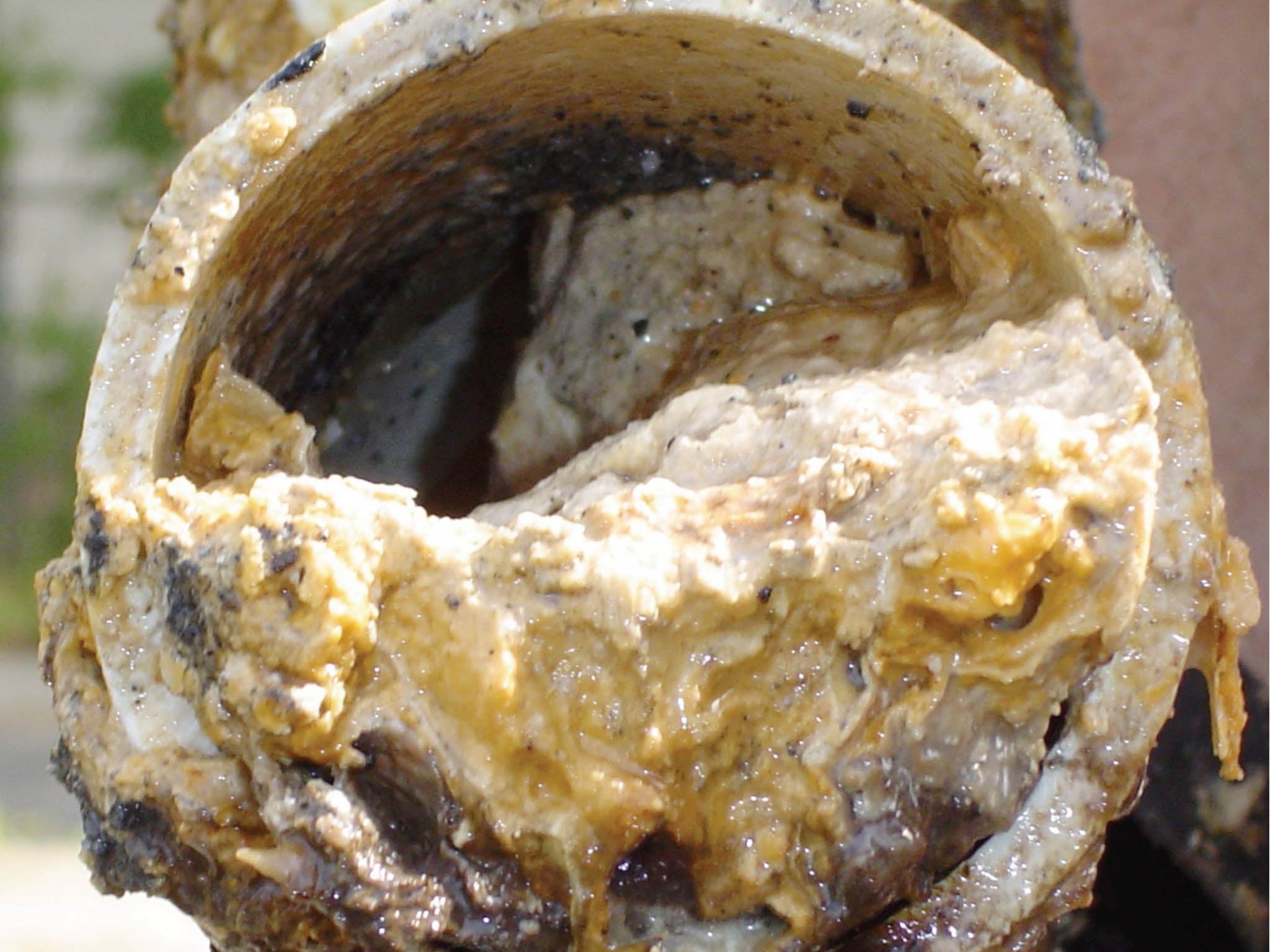 Water pipe fat can be turned into fuel that is more environmentally sound than plant-based alternatives