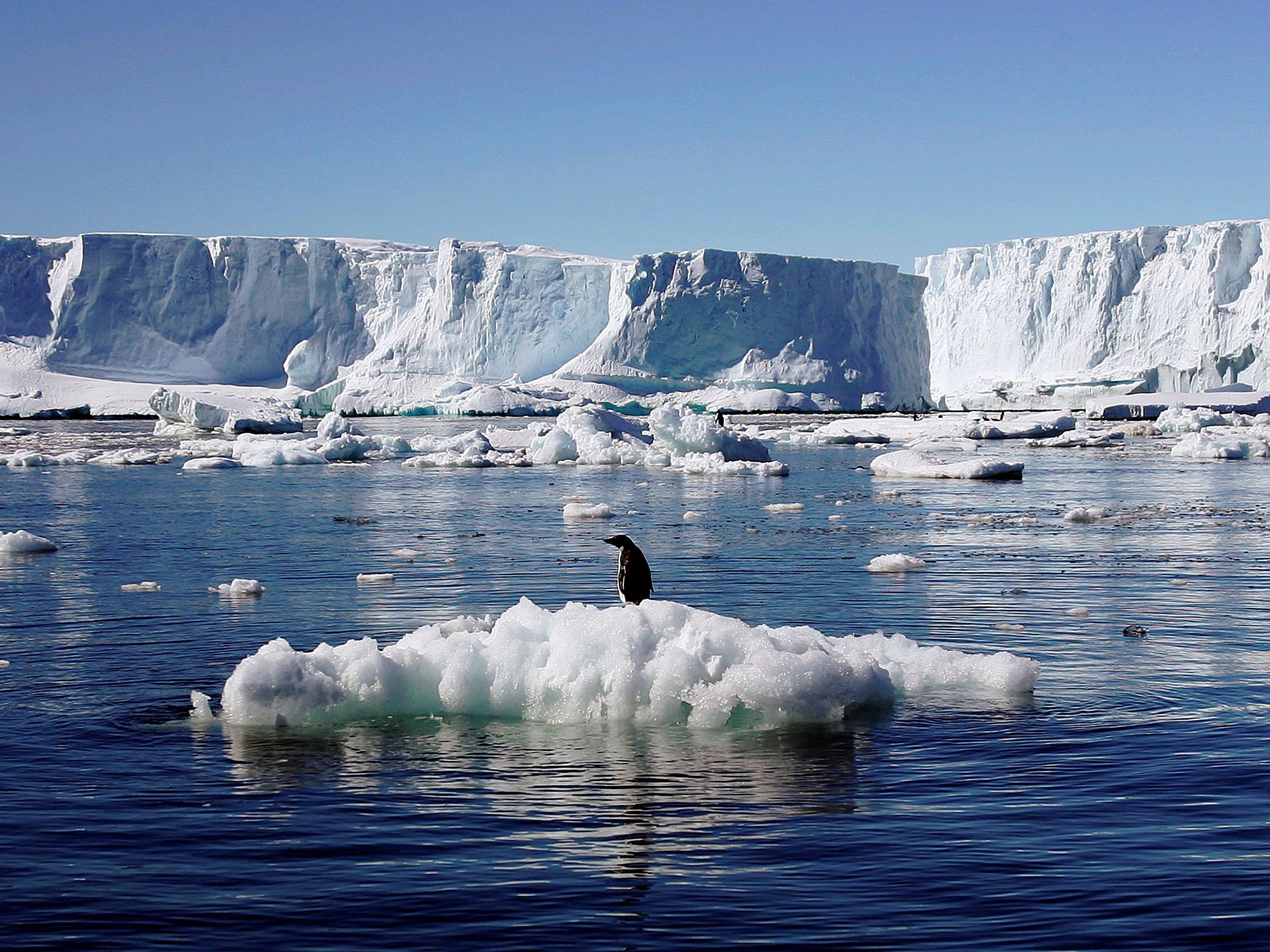 An Adelie penguin stands on top of a block of melting ice near the French station at Dumont d'Urville in Antarctica