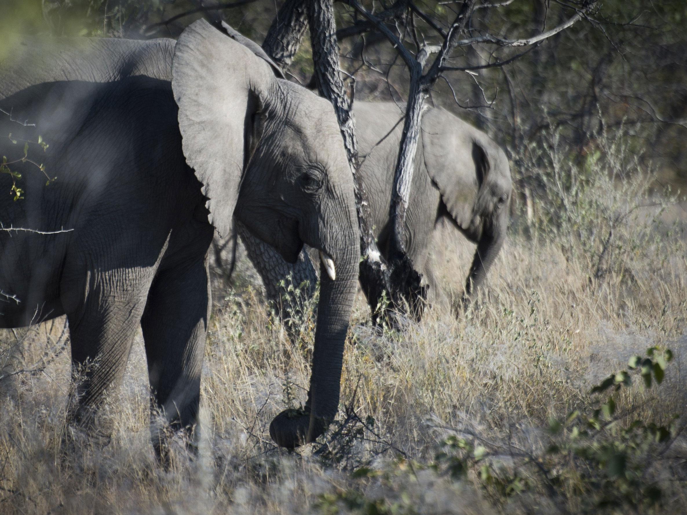 Elephants are pictured at Halali in Etosha park, Namibia