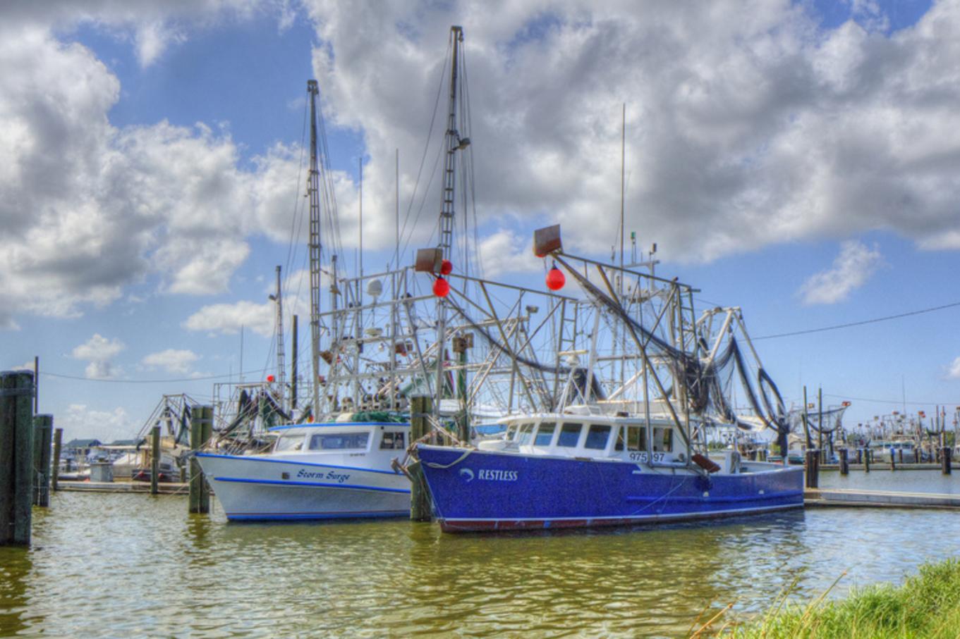 The dead zone is bad news for local shrimpers