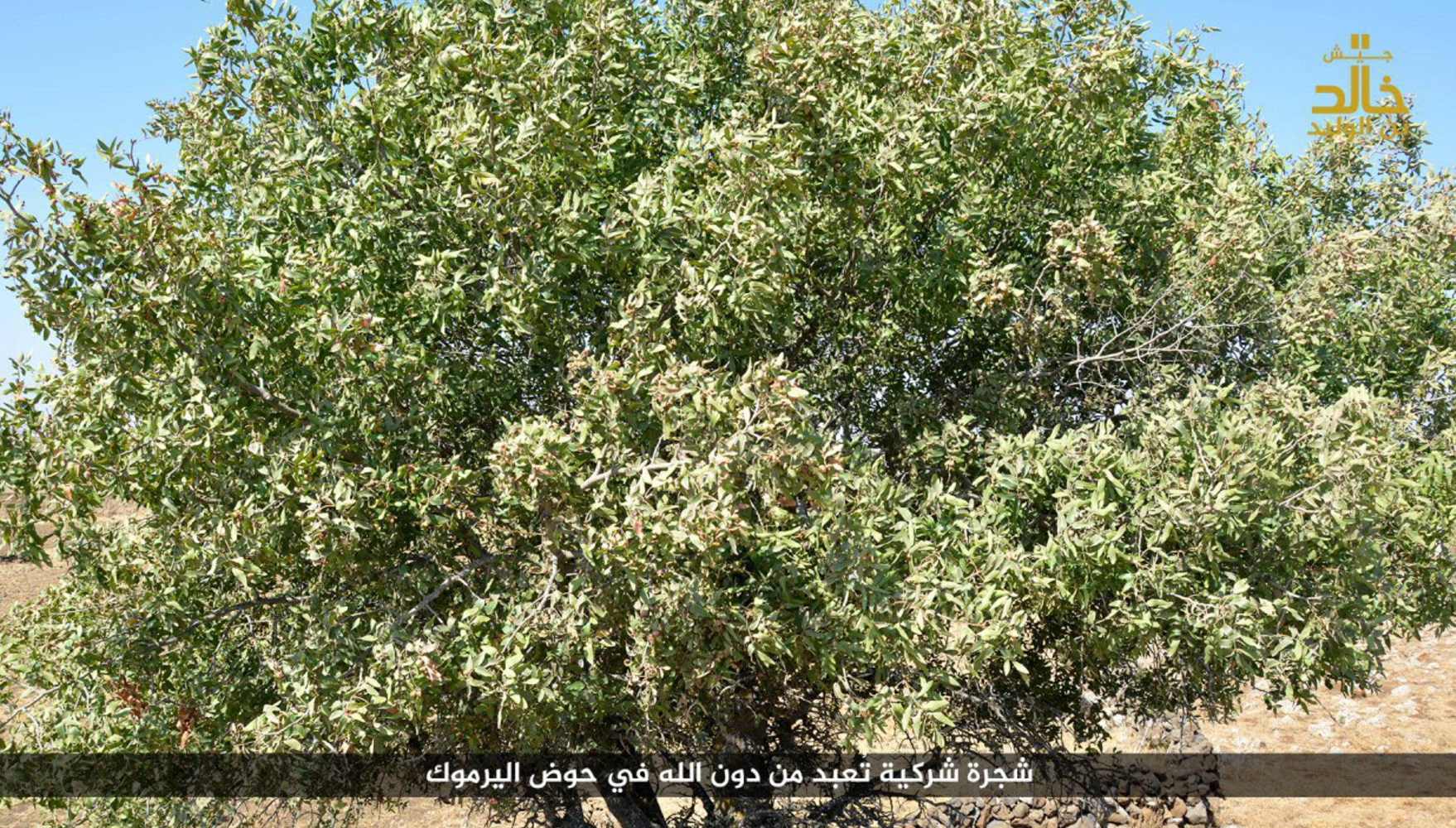 The incident is not even the first time Isis extremists have turned their wrath on trees