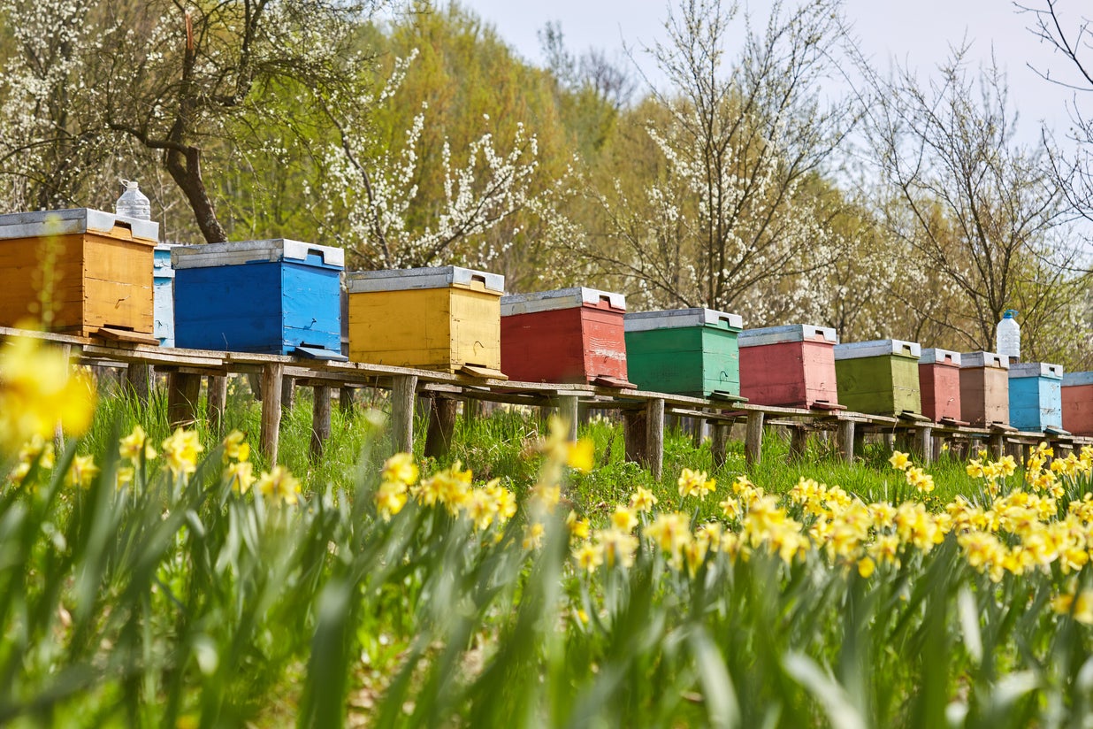 Learn to keep bees in the undiscovered republic (Getty/iStockphoto)