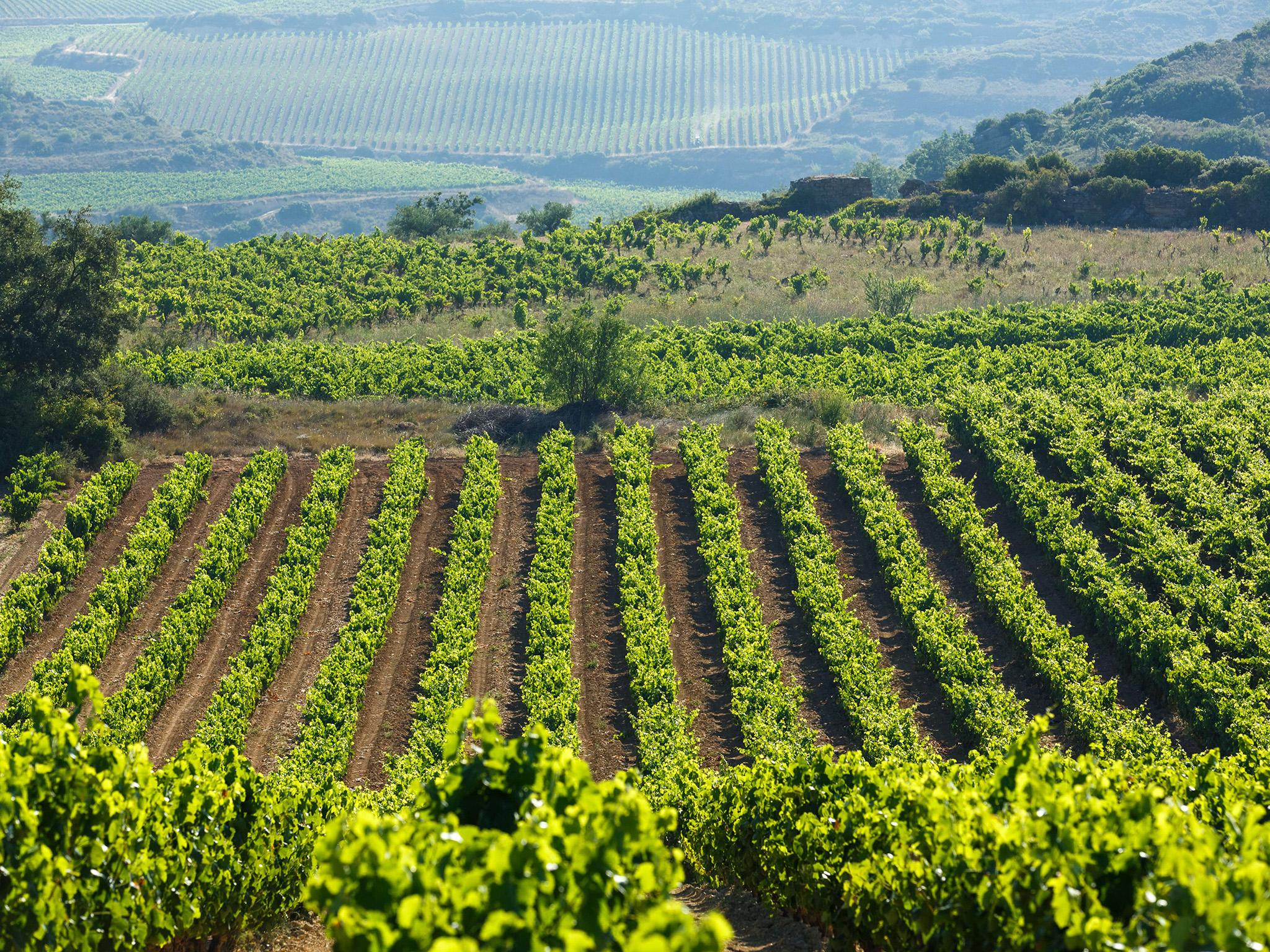 Most rioja blancos from northern Spain are dominated by the viura grape, with garnacha blanca and malvasia