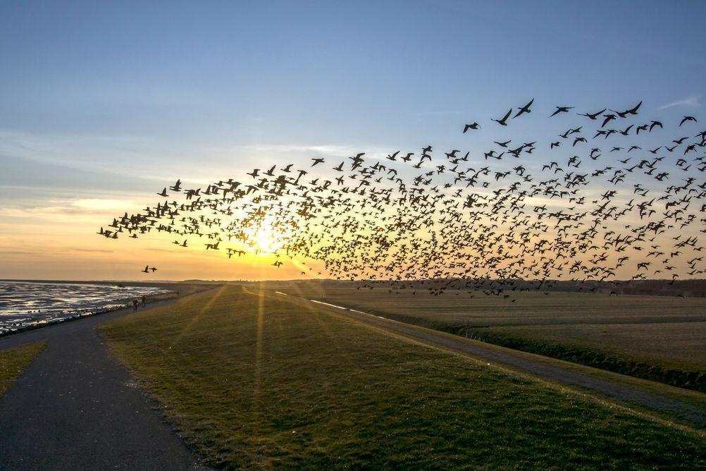 Birds use the Earth's magnetic field to pinpoint their location