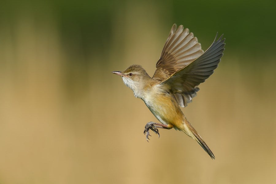 Reed warblers travel thousands of kilometres between their breeding grounds in Europe and winter refuges in Africa