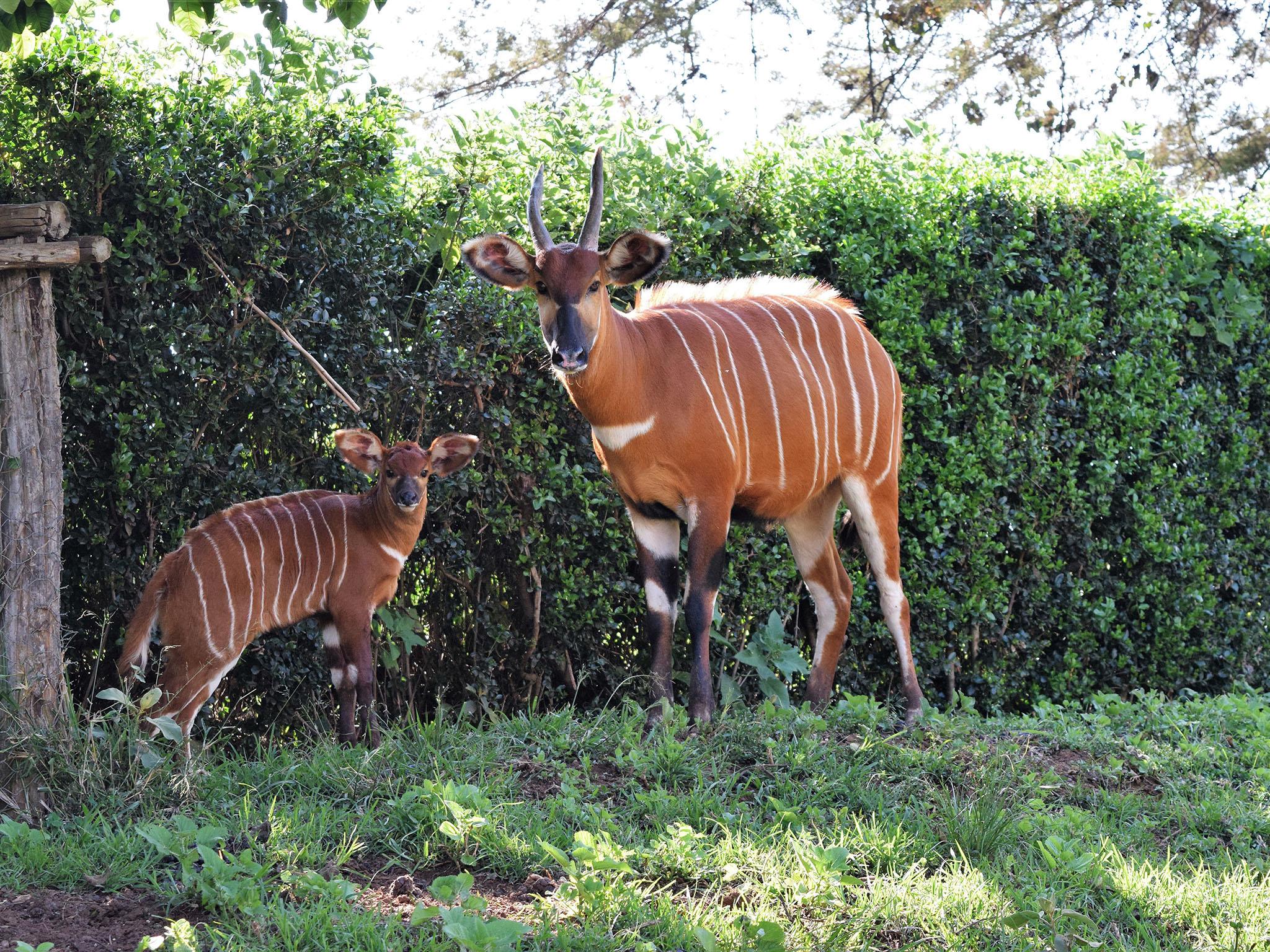 There are only 100 Mountain Bongos left in the wild