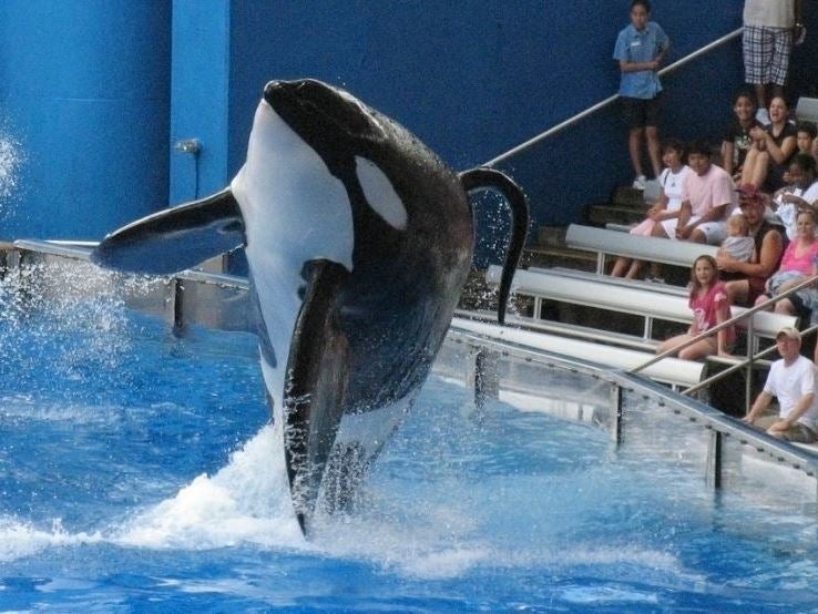 Seaworld’s killer whale Tilikum was involved in the deaths of three people