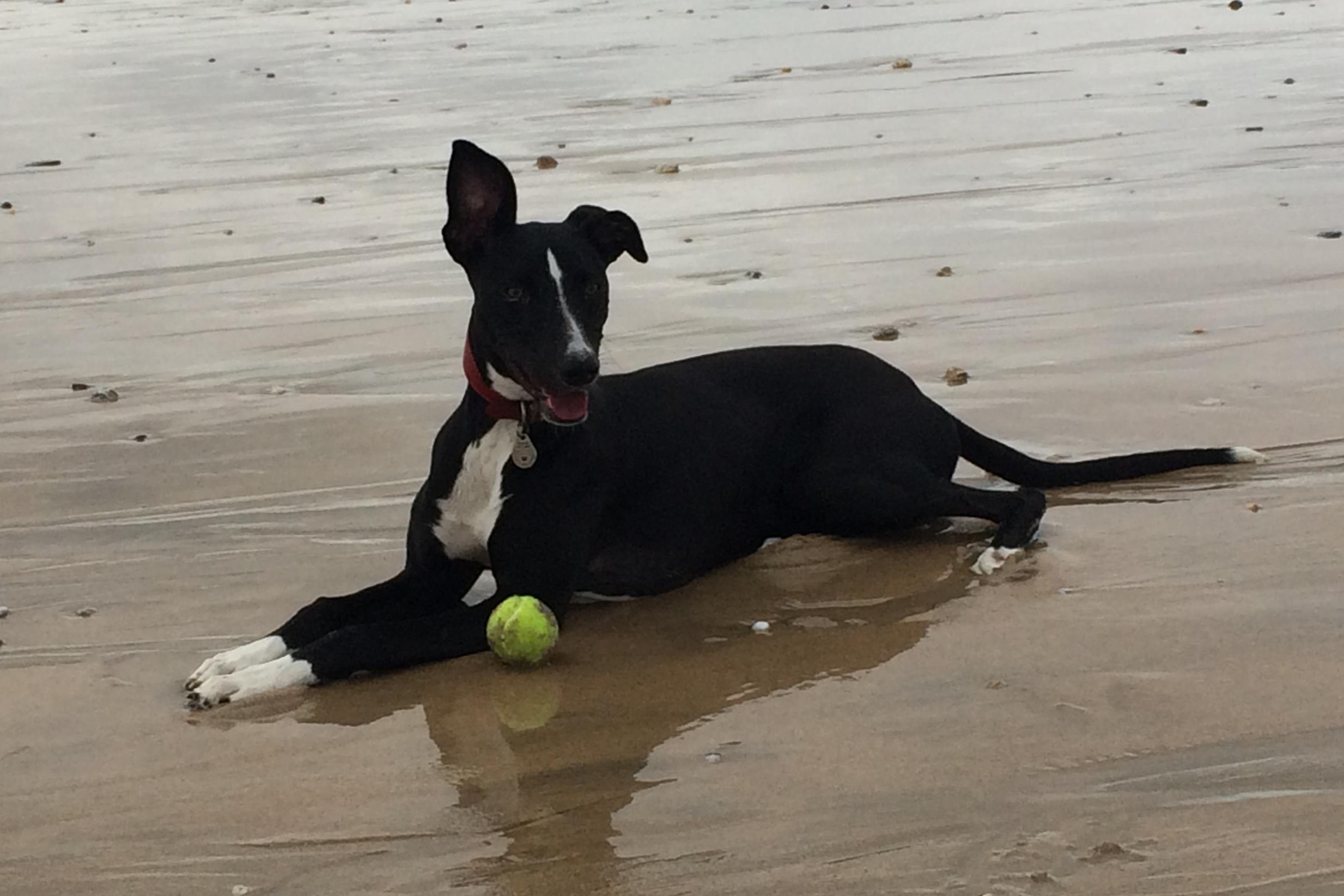 Dorrit was a fan of Fistral Beach