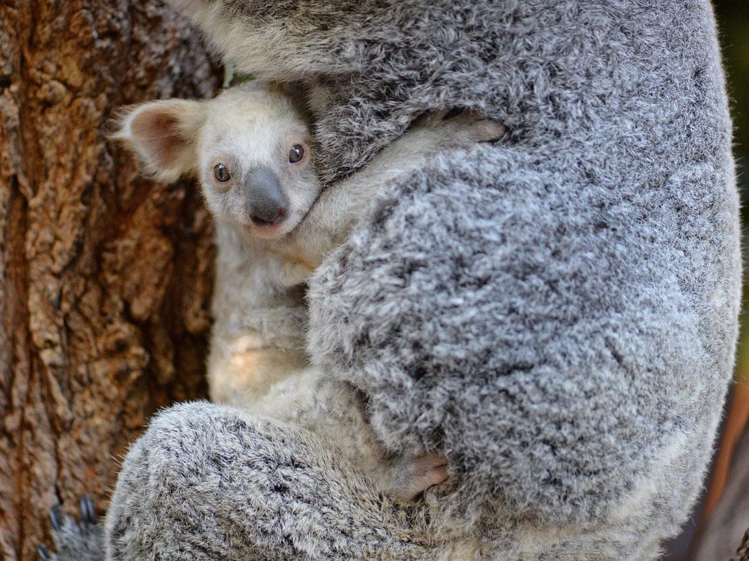 Vets expect the joey's fur to change colour as she gets older