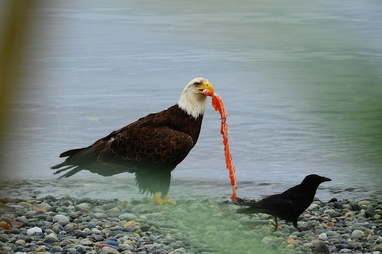 &#13;
Haida believe all creatures are connected &#13;