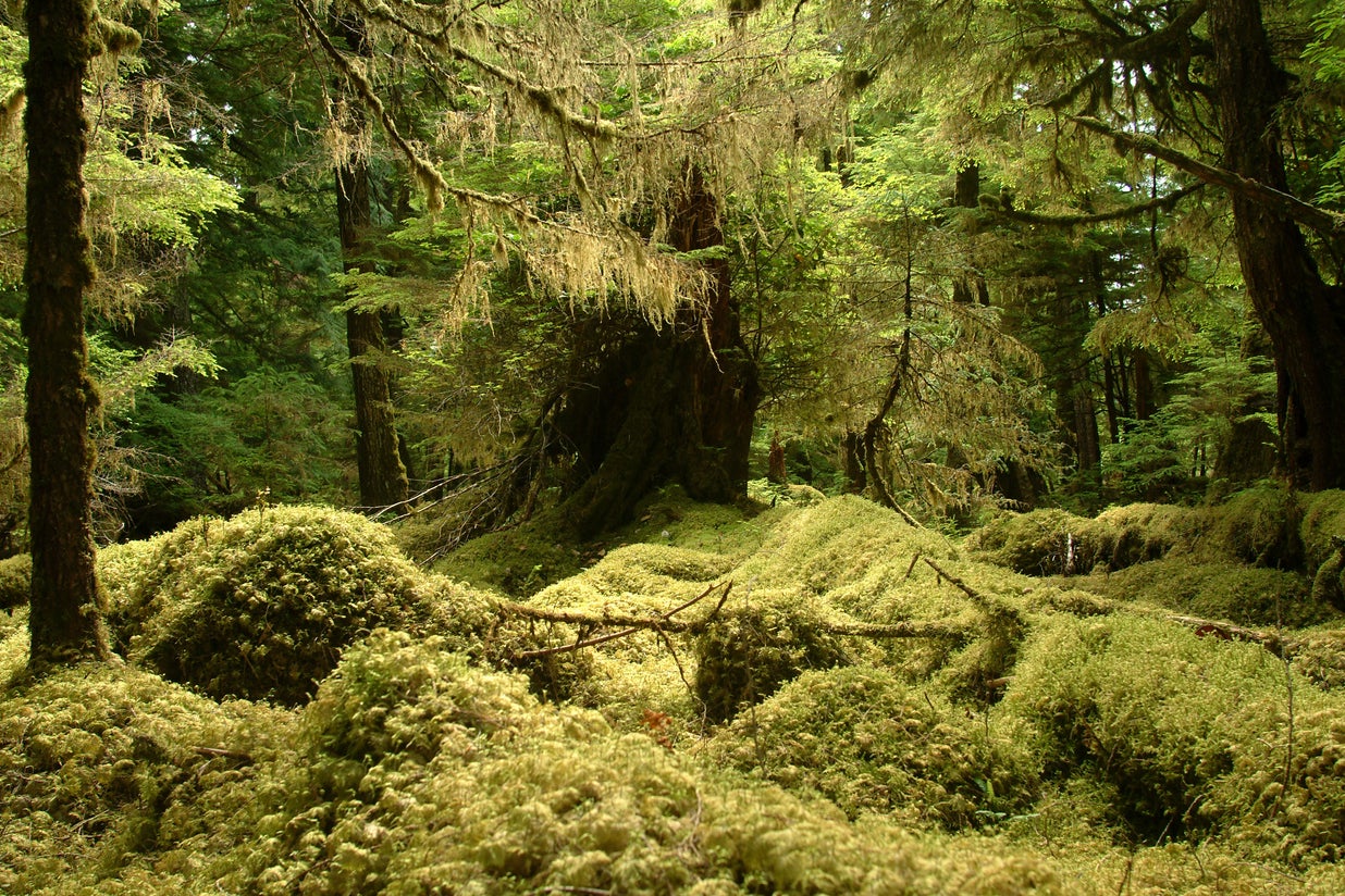 &#13;
The islands have plenty of moss but are lacking medicinal plants &#13;