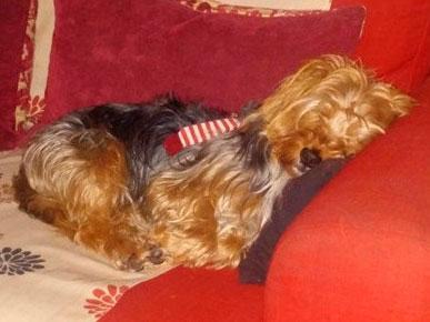Alfie the Yorkshire terrier