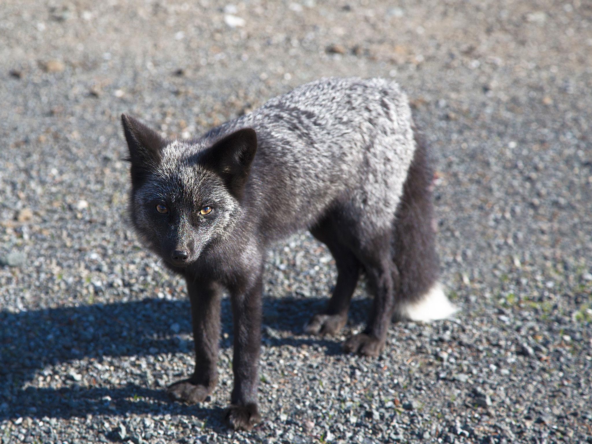 For the rare genetic mutation to appear, both of the fox's parents must carry the recessive melanic gene which affects the fox's coat