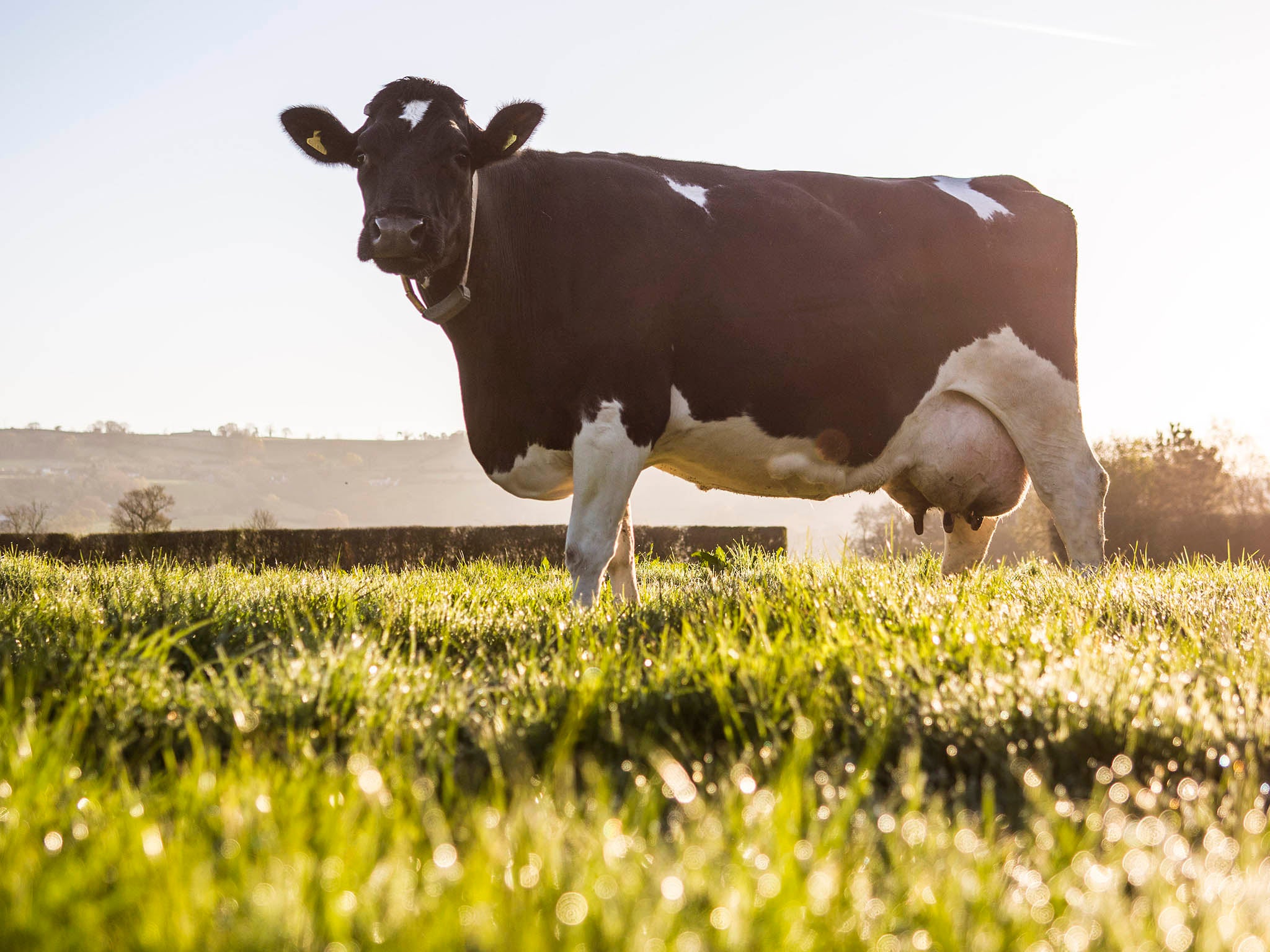 With bells on: cows would back a return to the 1970s when they were treated less like units on a production line