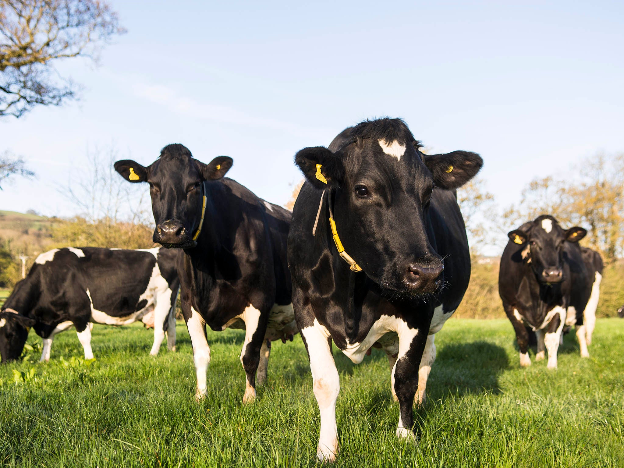 Roaming rights: around 55,000 male cows are killed at birth every year as raising them for meat is not financially viable (Daylesford)