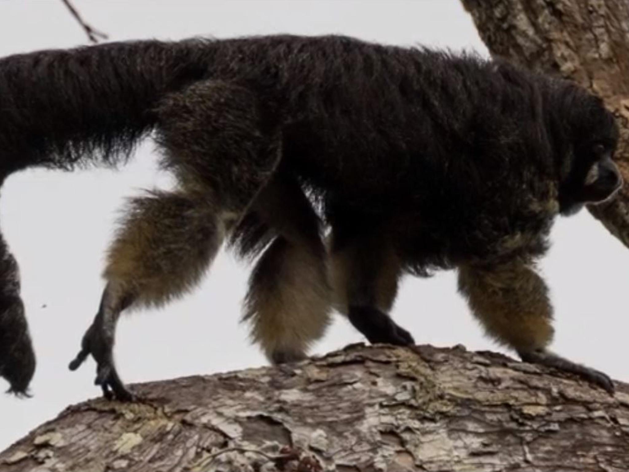 The elusive Vanzolini saki monkey