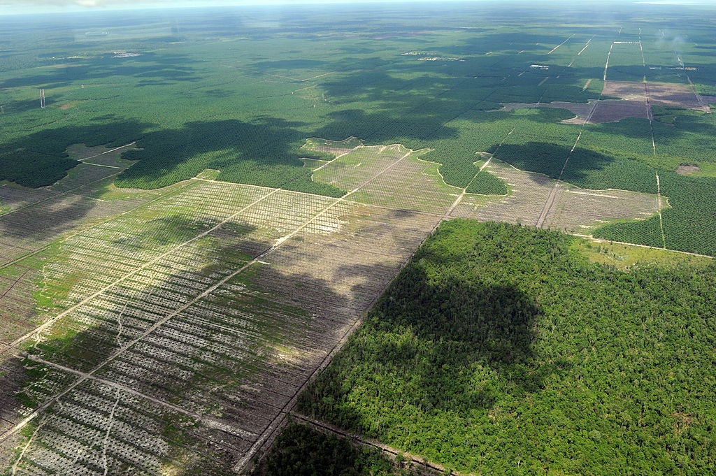 Alarmist marketing campaigns have painted certain vegetable oils, most notably palm oil, as the agent of mass extinction and deforestation