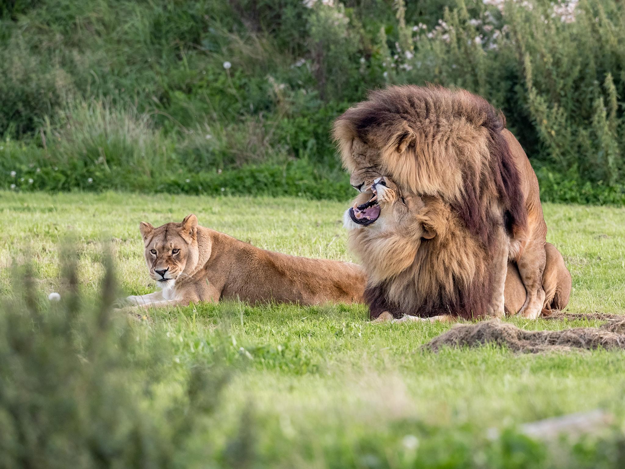 'It's like he's showing his pride in what he's doing,' said photographer Russ Bridges