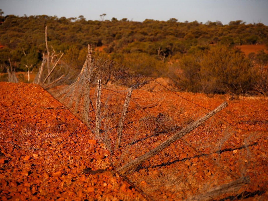 A section of a 100-year-old dingo fence stands along the outskirts of the outback town of Stonehenge in Queensland