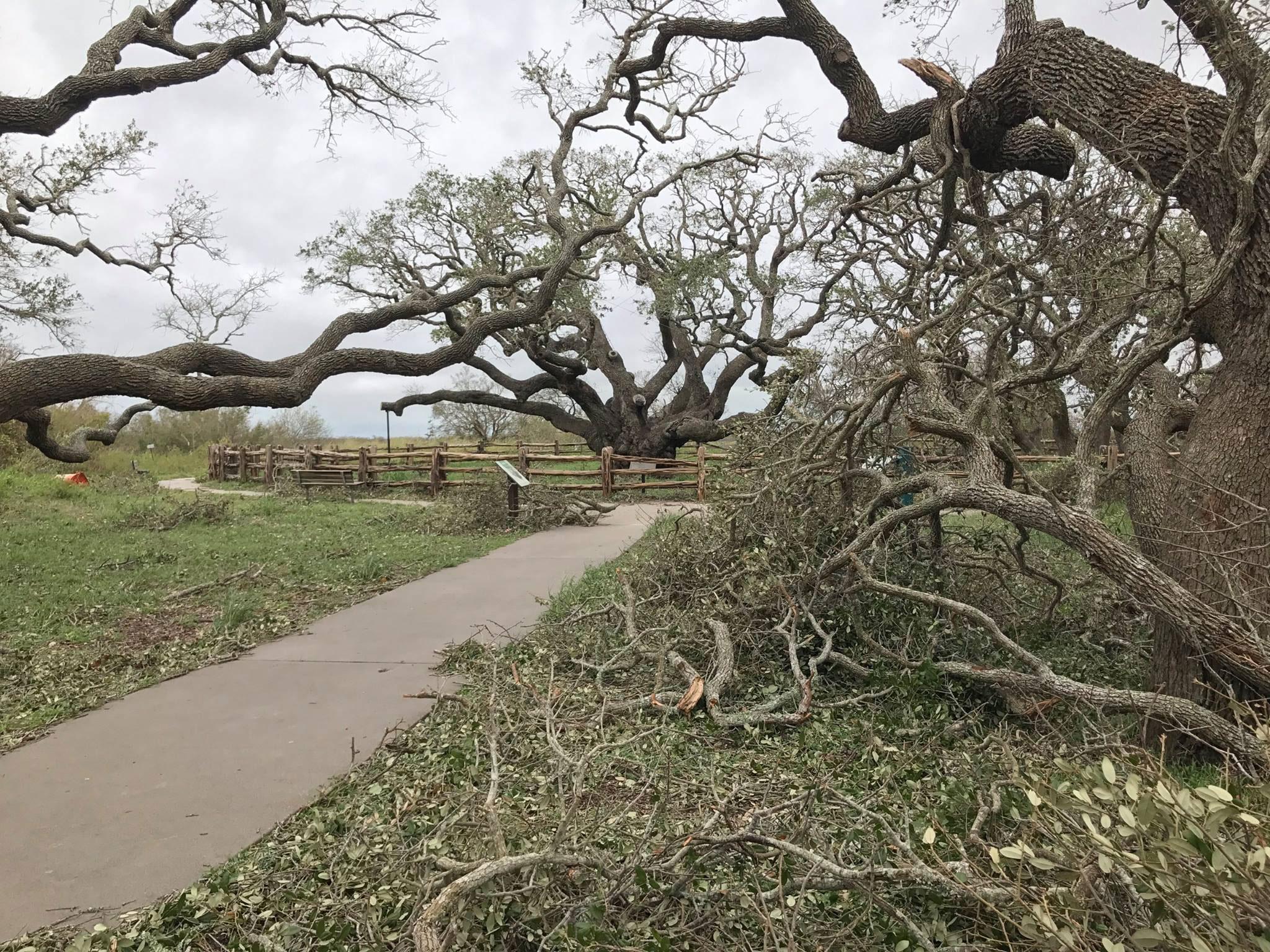 The Big Tree at Goose Island State Park is over 1,000 years old