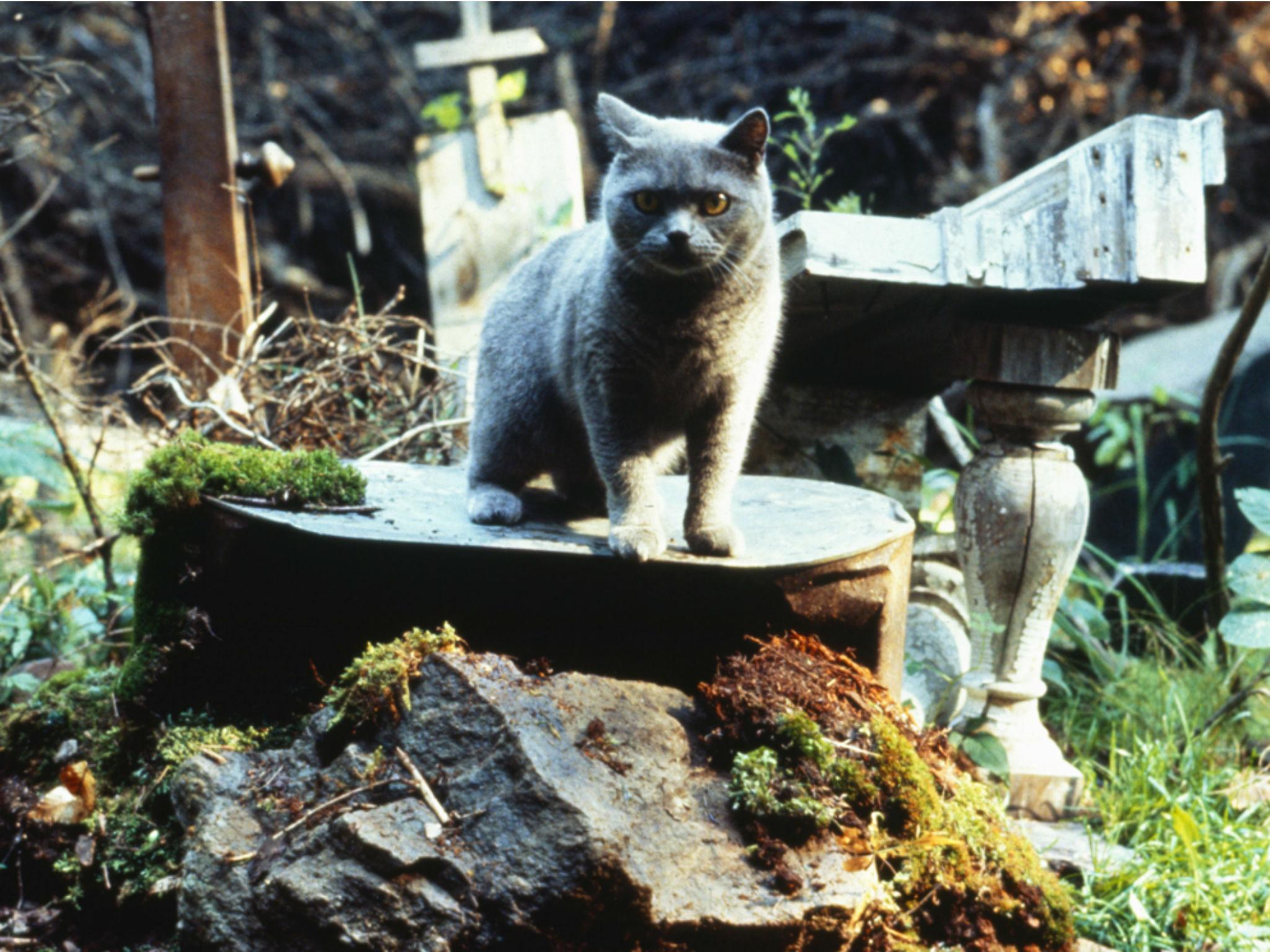 &#13;
‘Pet Sematary’, a notorious 1983 King novel directed by Mary Lambert from his screenplay in 1989, in which a family cat is horribly resurrected&#13;