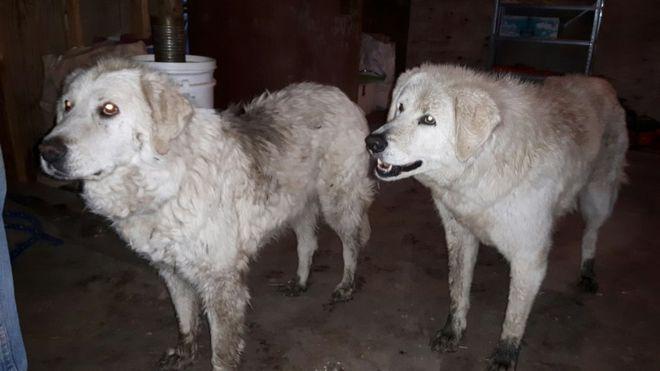 Maremma sheepdogs have been used for decades to guard flocks