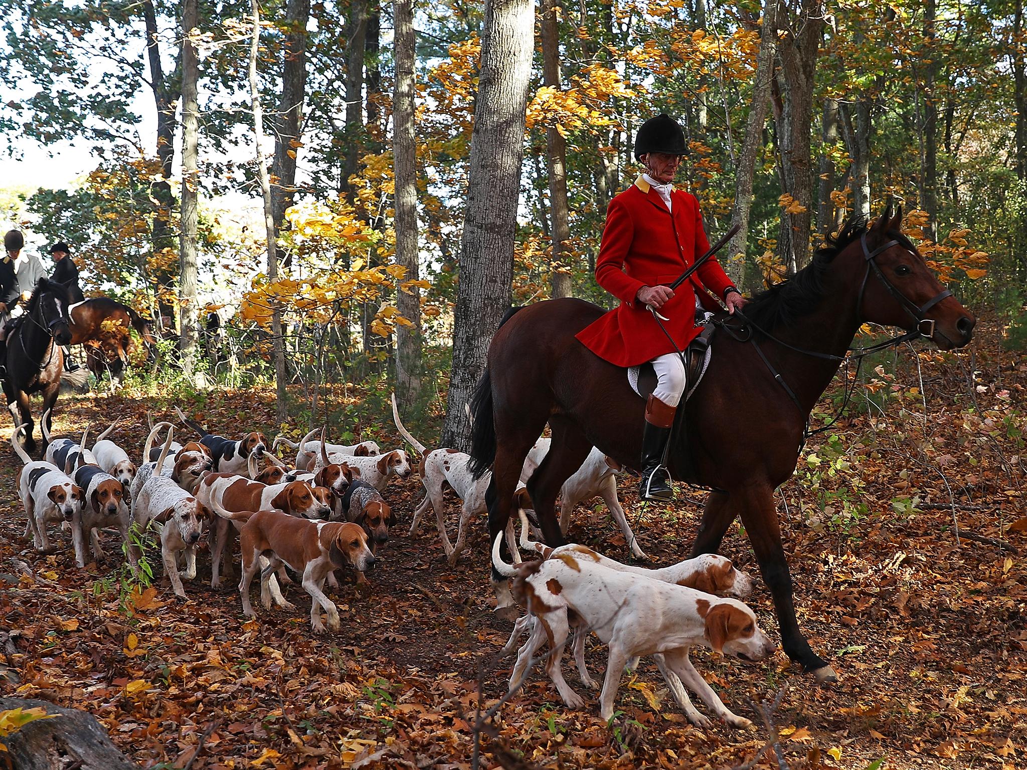 Fox hunting has been banned in the UK since 2004